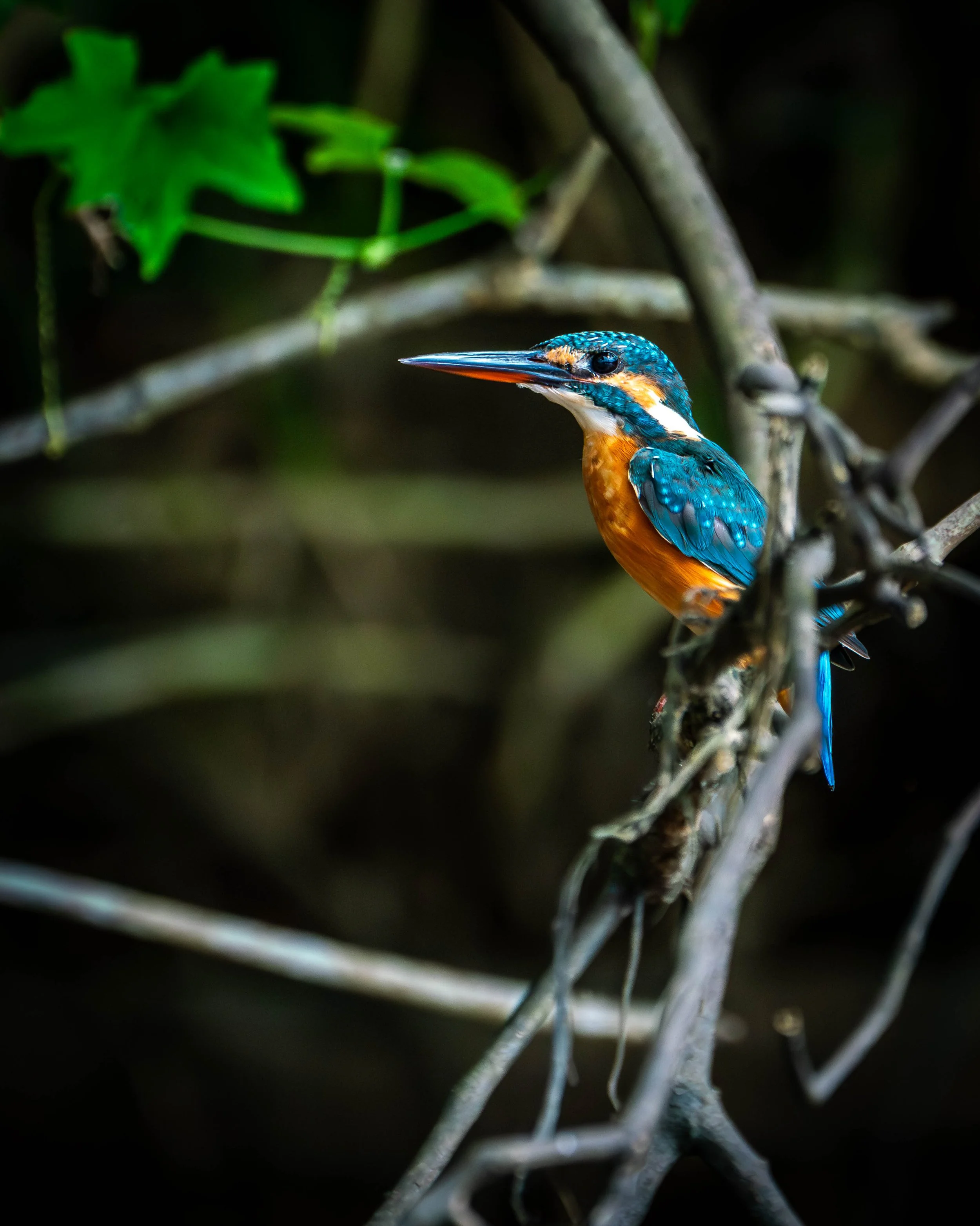 Borneo-Web-069.jpg