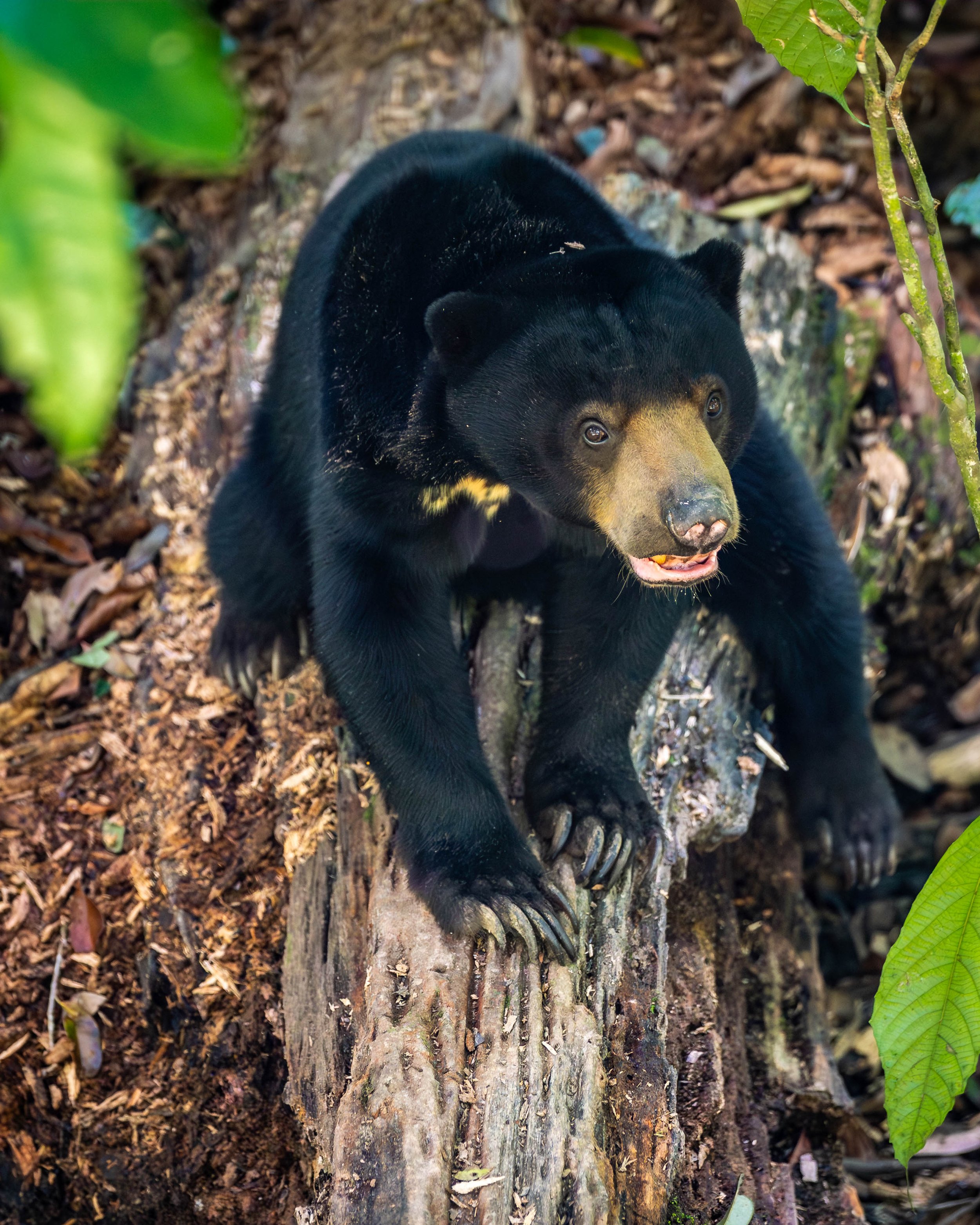 Borneo-Web-082.jpg