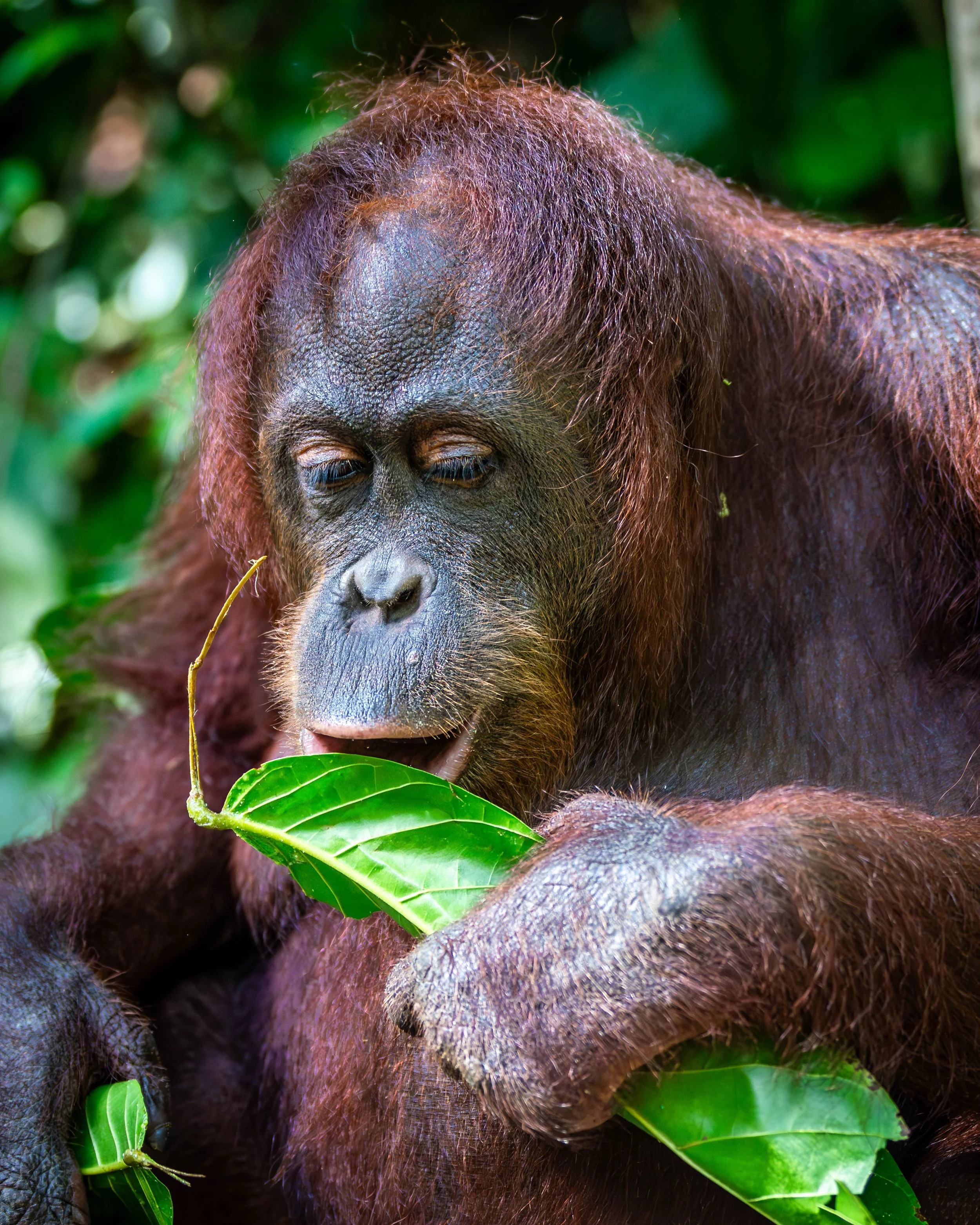 Borneo-Web-080.jpg