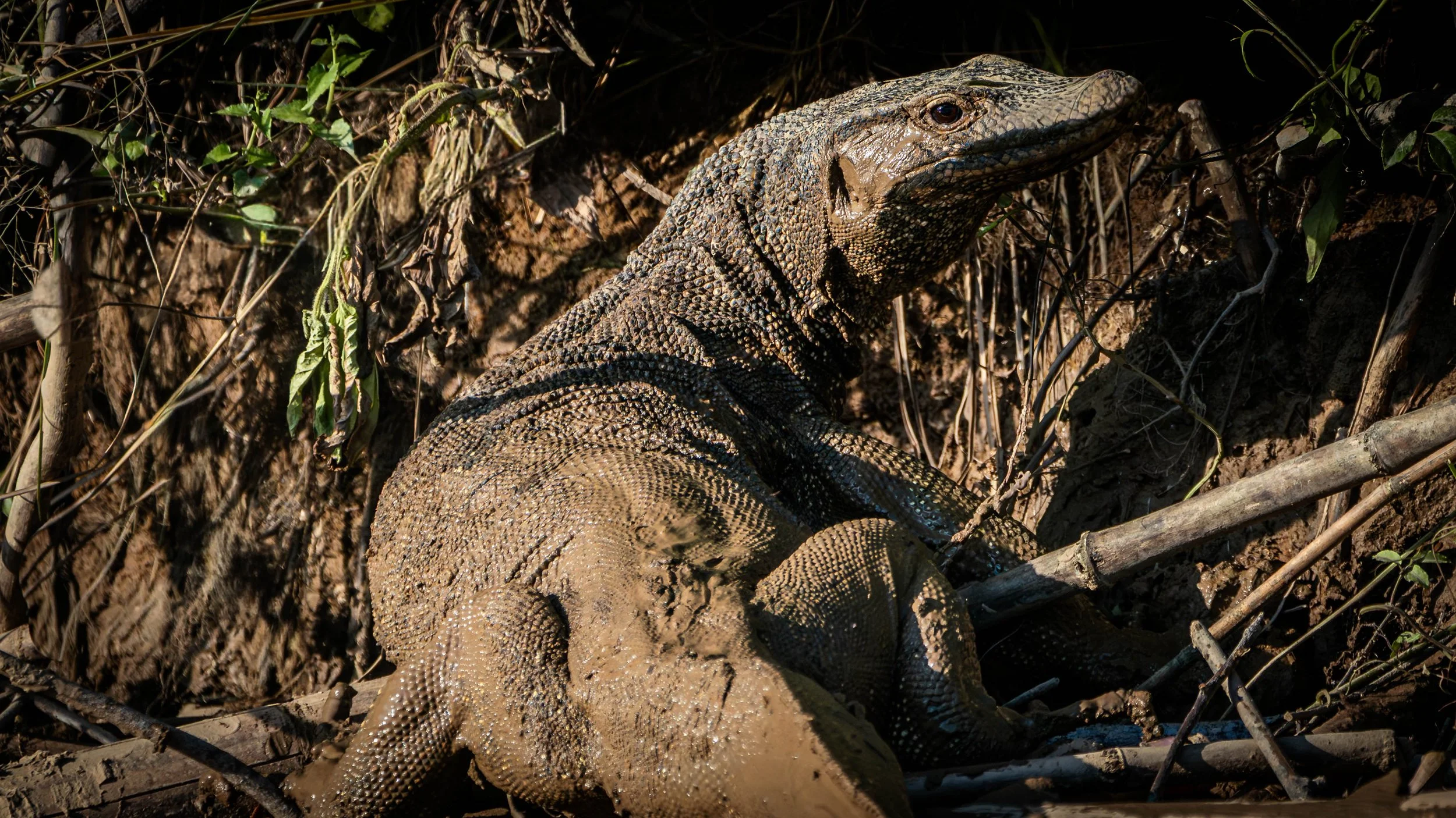 Borneo-Web-060.jpg