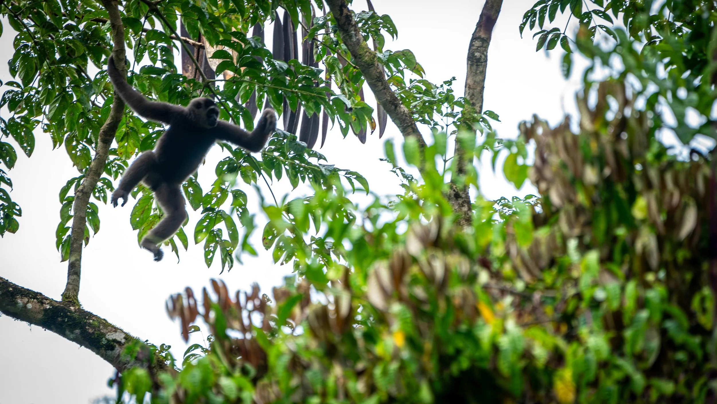 Borneo-Web-024.jpg