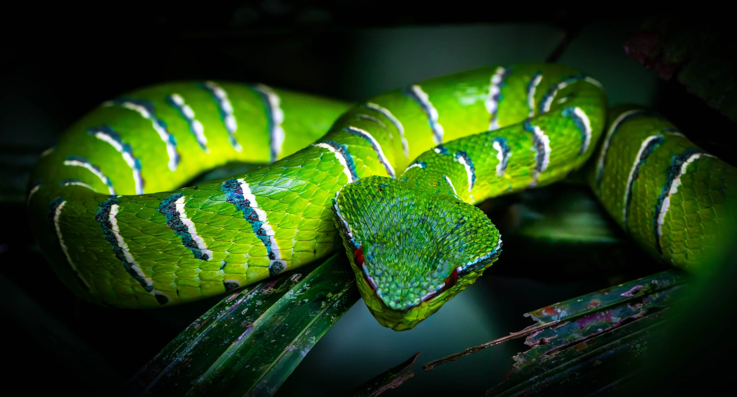 Borneo-Web-018.jpg