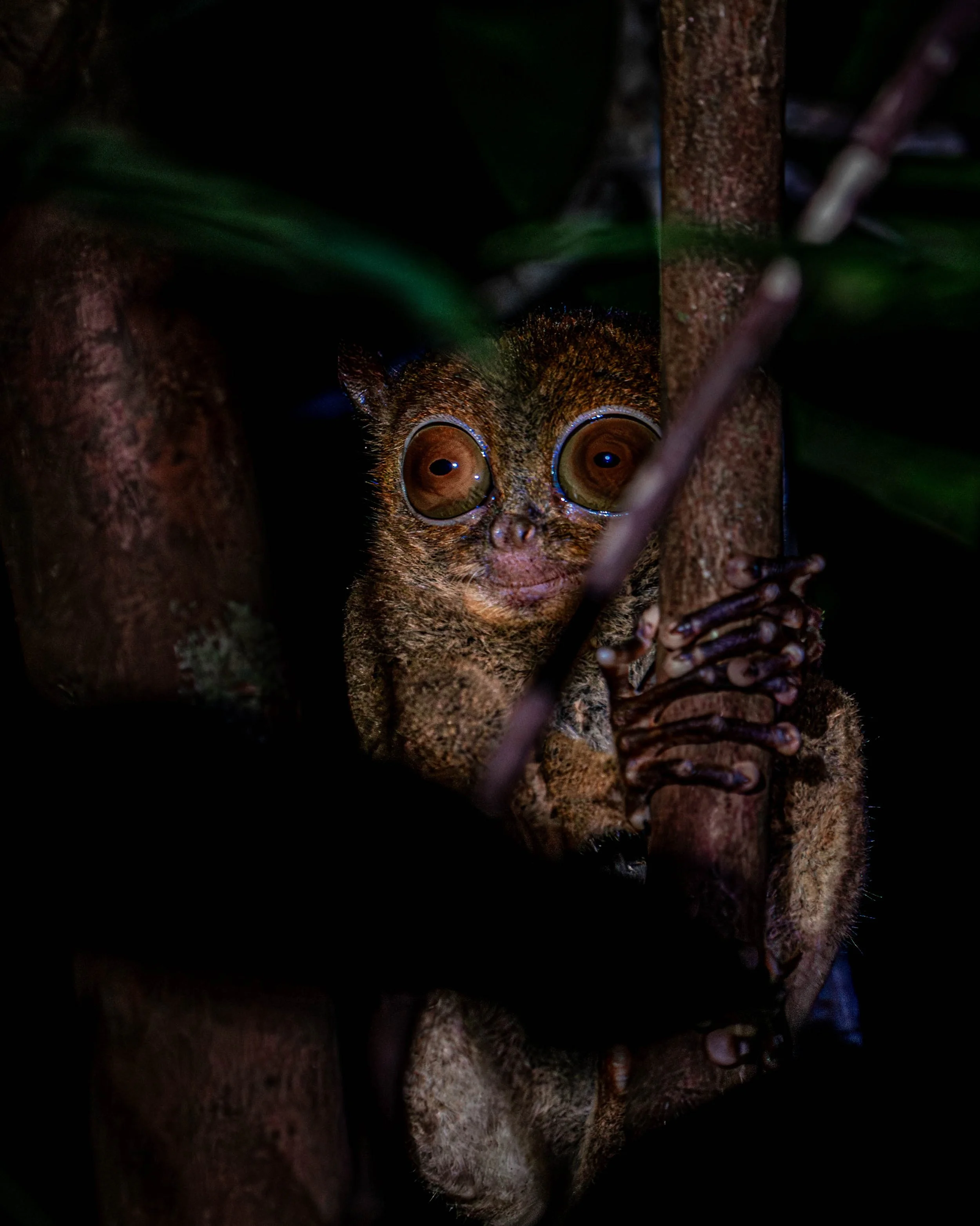 Borneo-Web-0105.jpg