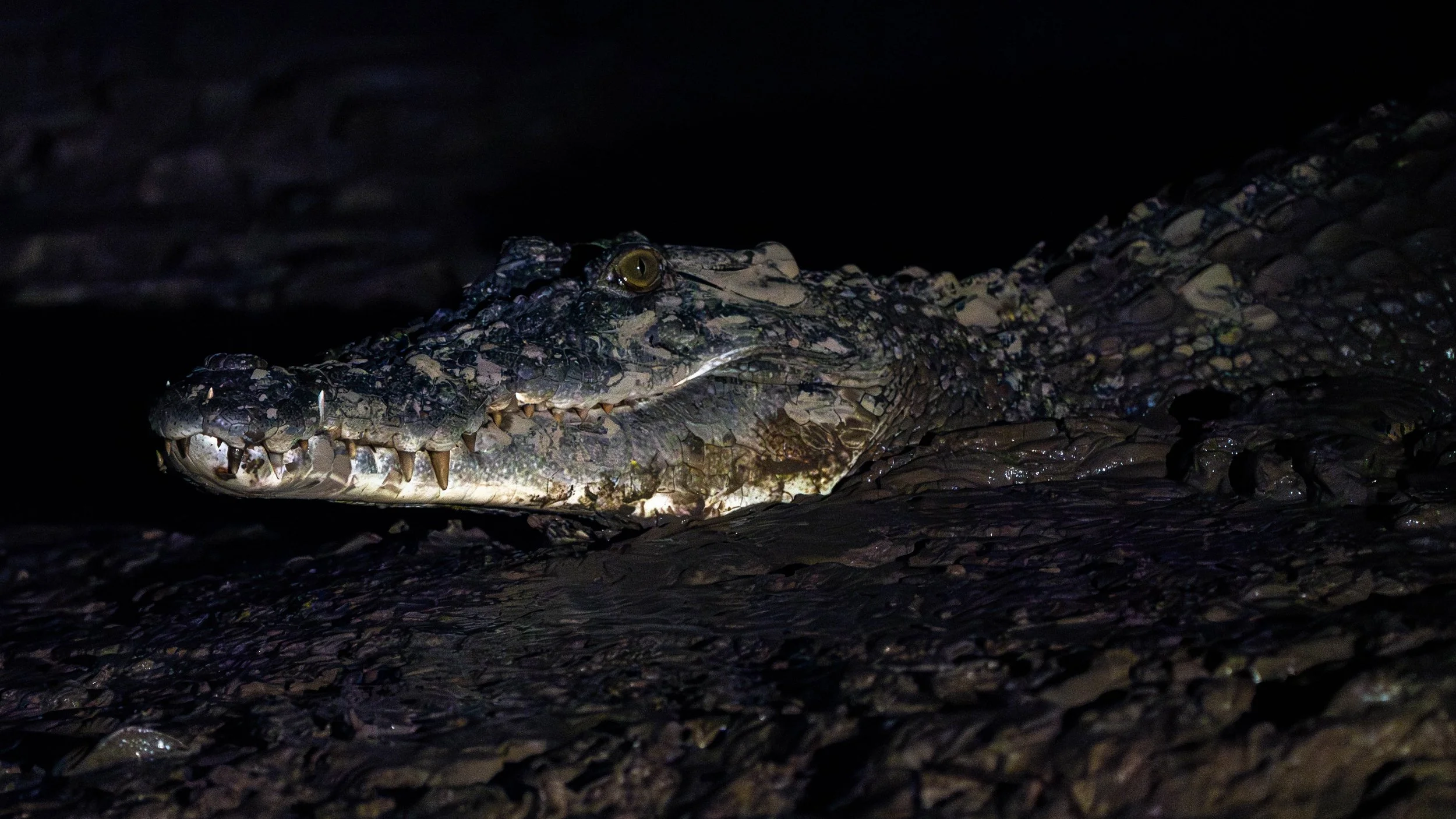 Borneo-Web-076.jpg