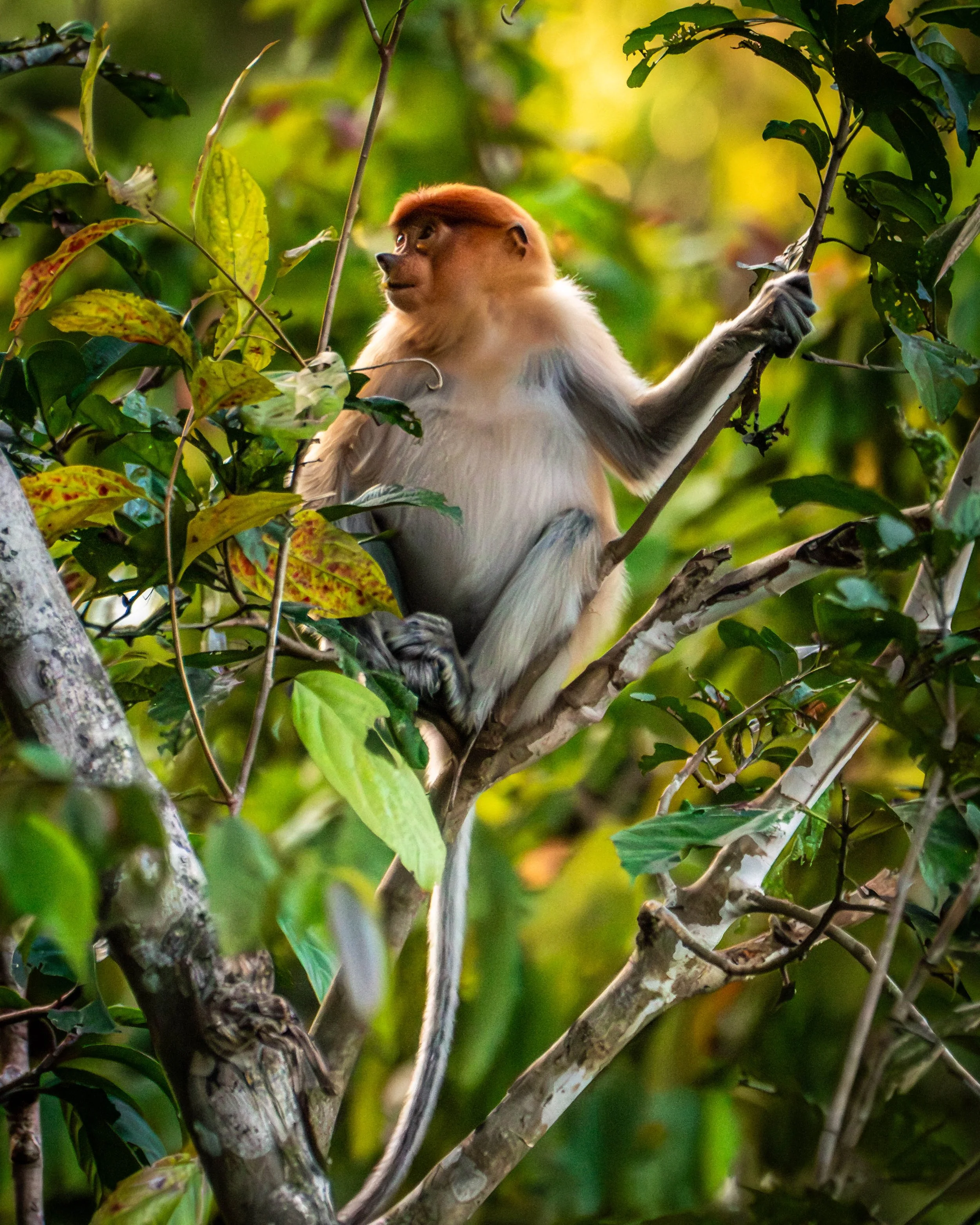 Borneo-Web-061.jpg