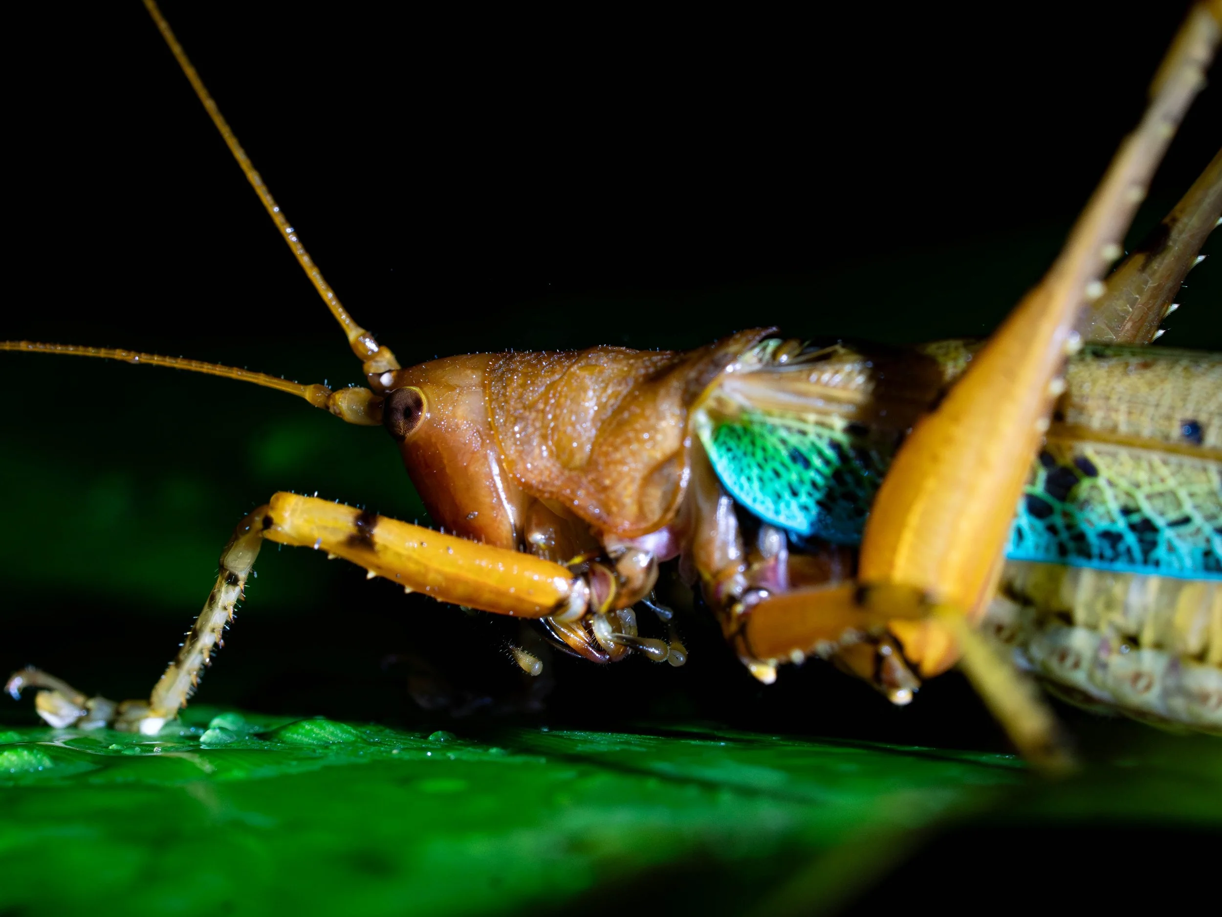 Borneo-Web-029.jpg