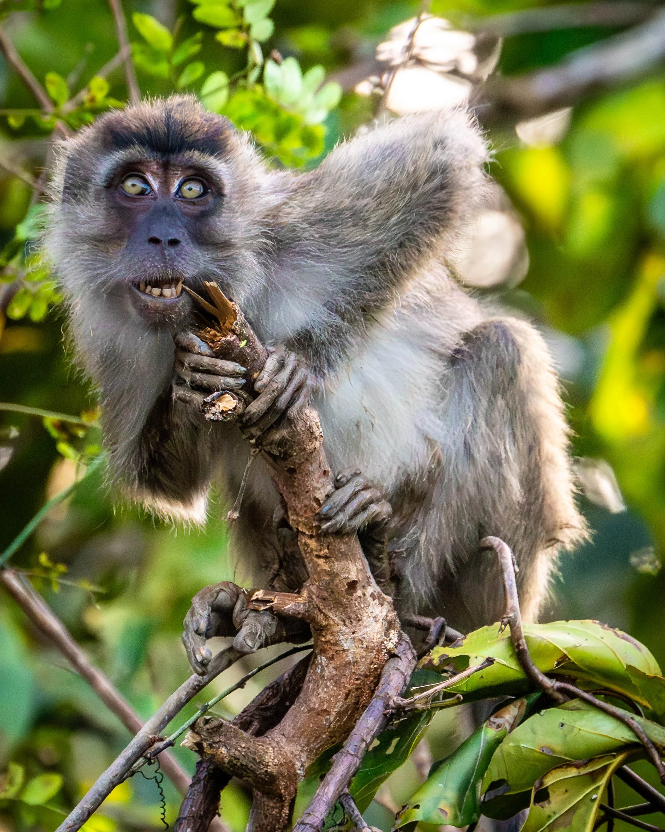 Borneo-Web-058.jpg