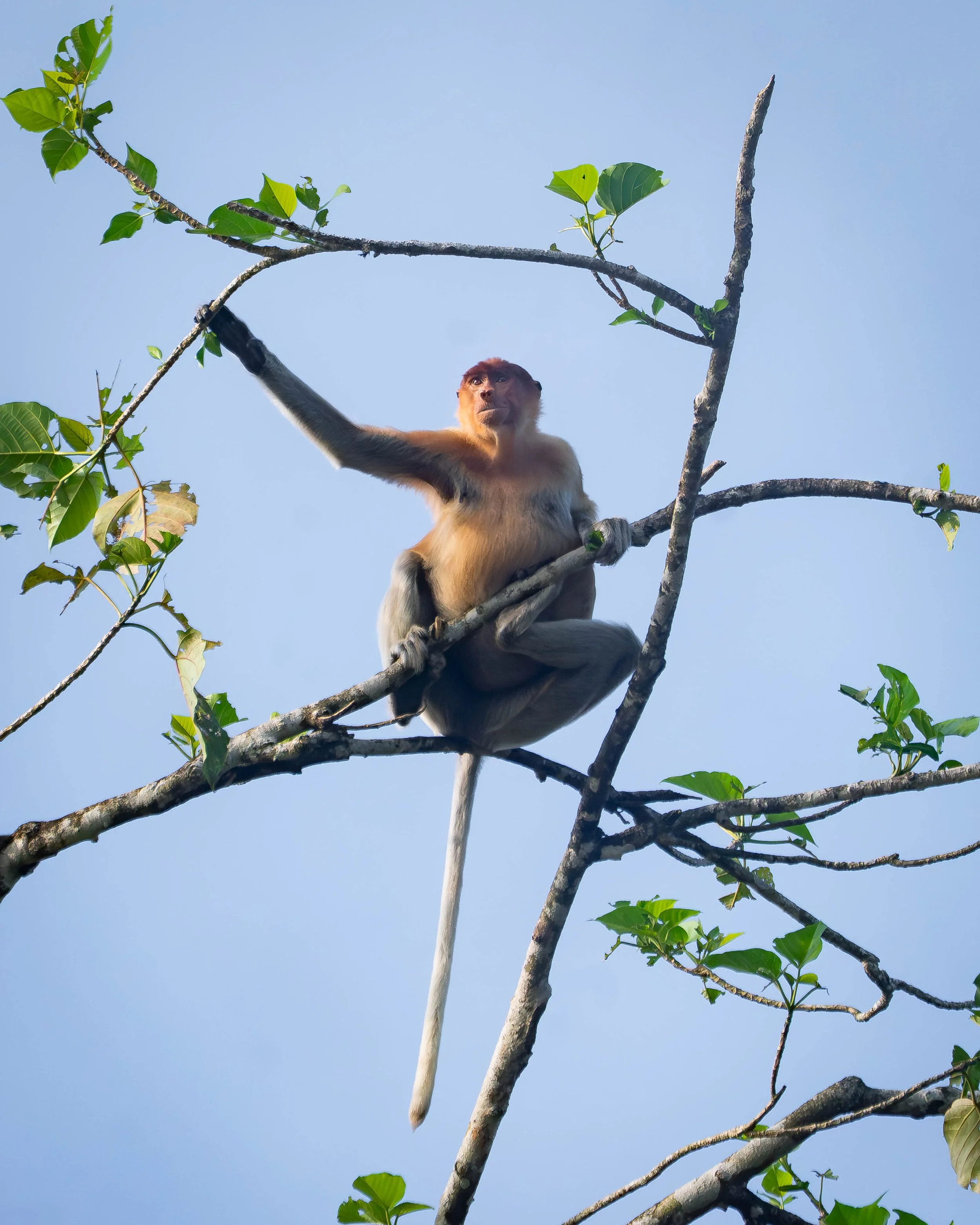 Borneo-Web-073.jpg
