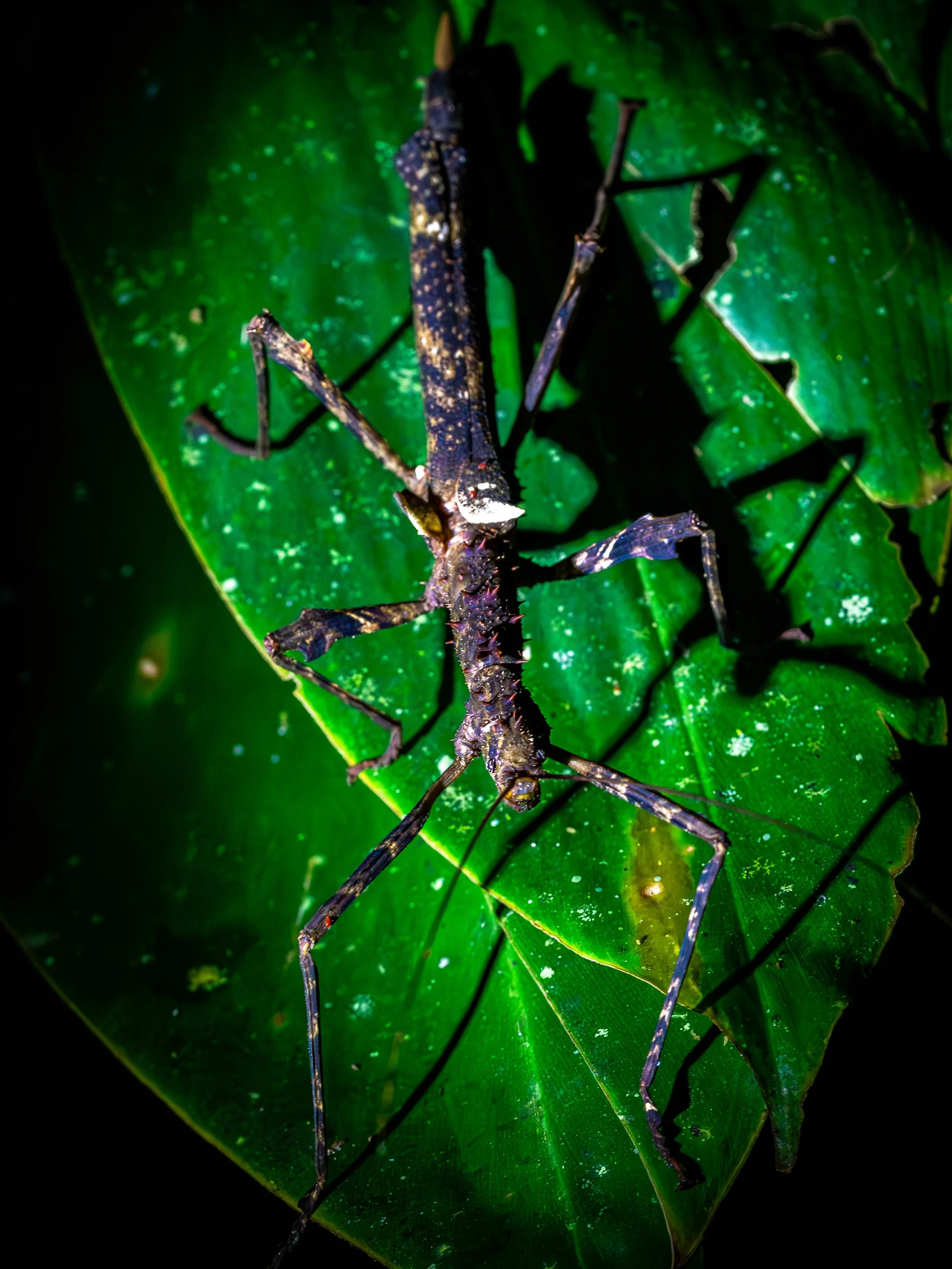 Borneo-Web-030.jpg