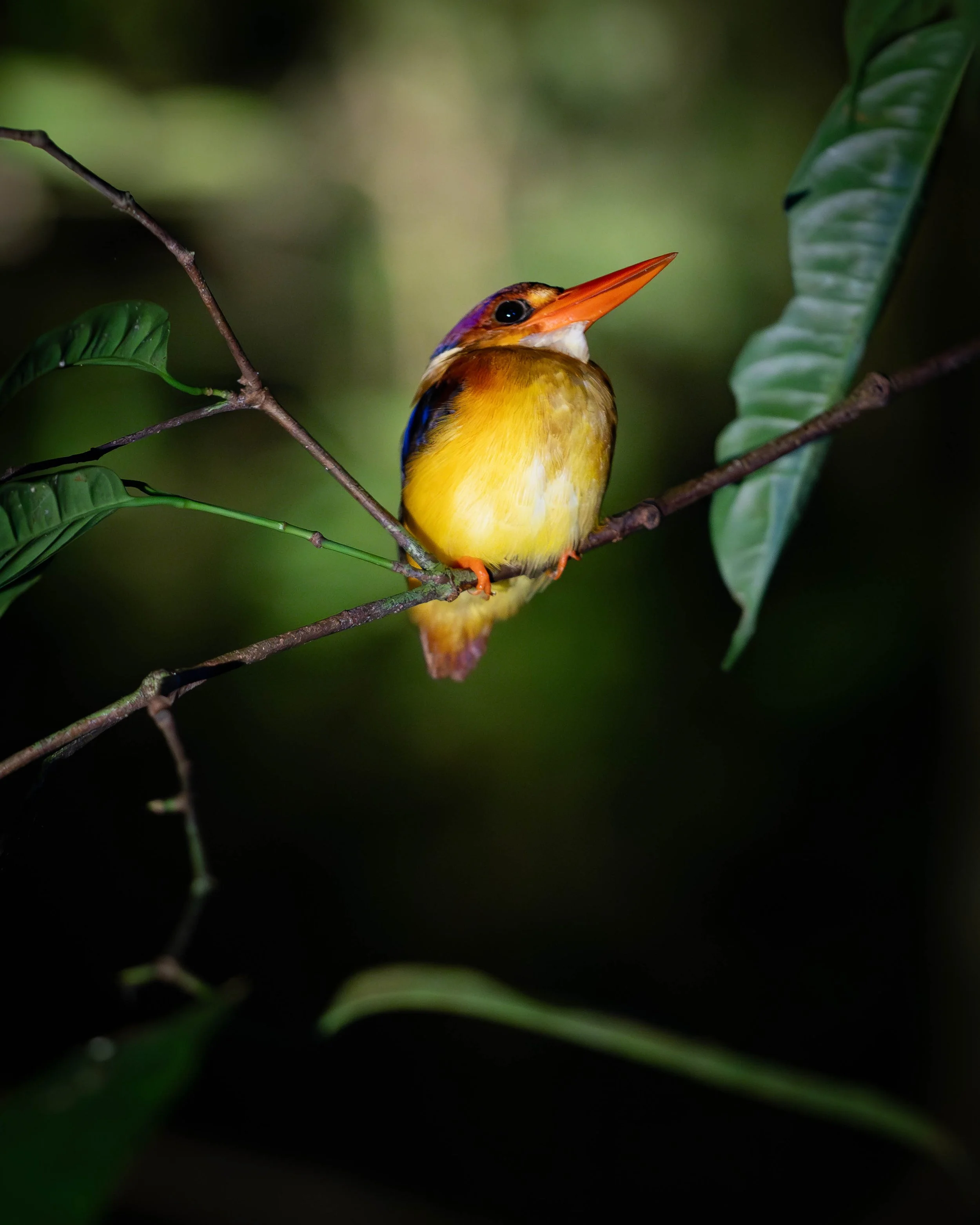 Borneo-Web-063.jpg
