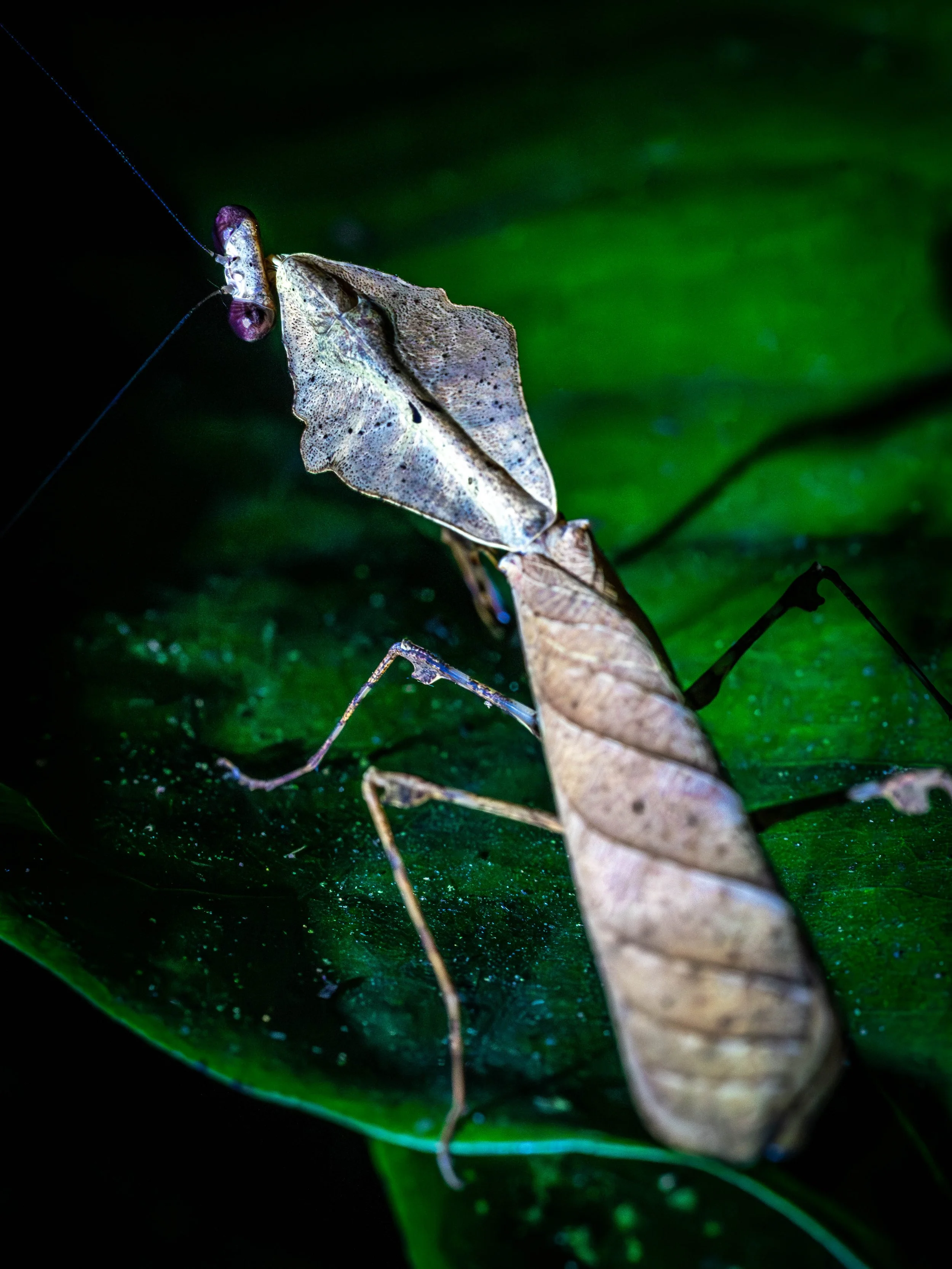 Borneo-Web-031.jpg