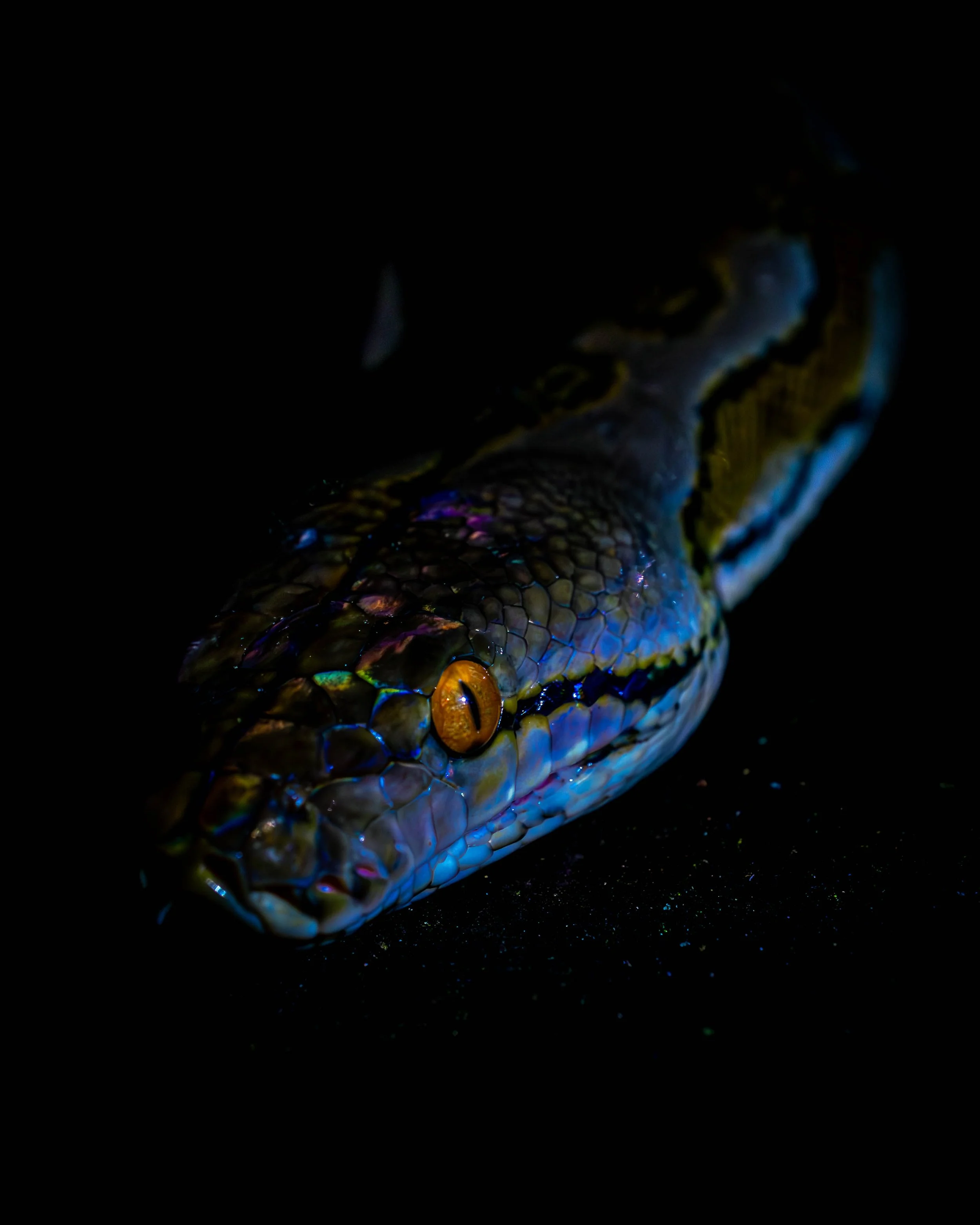 Borneo-Web-077.jpg
