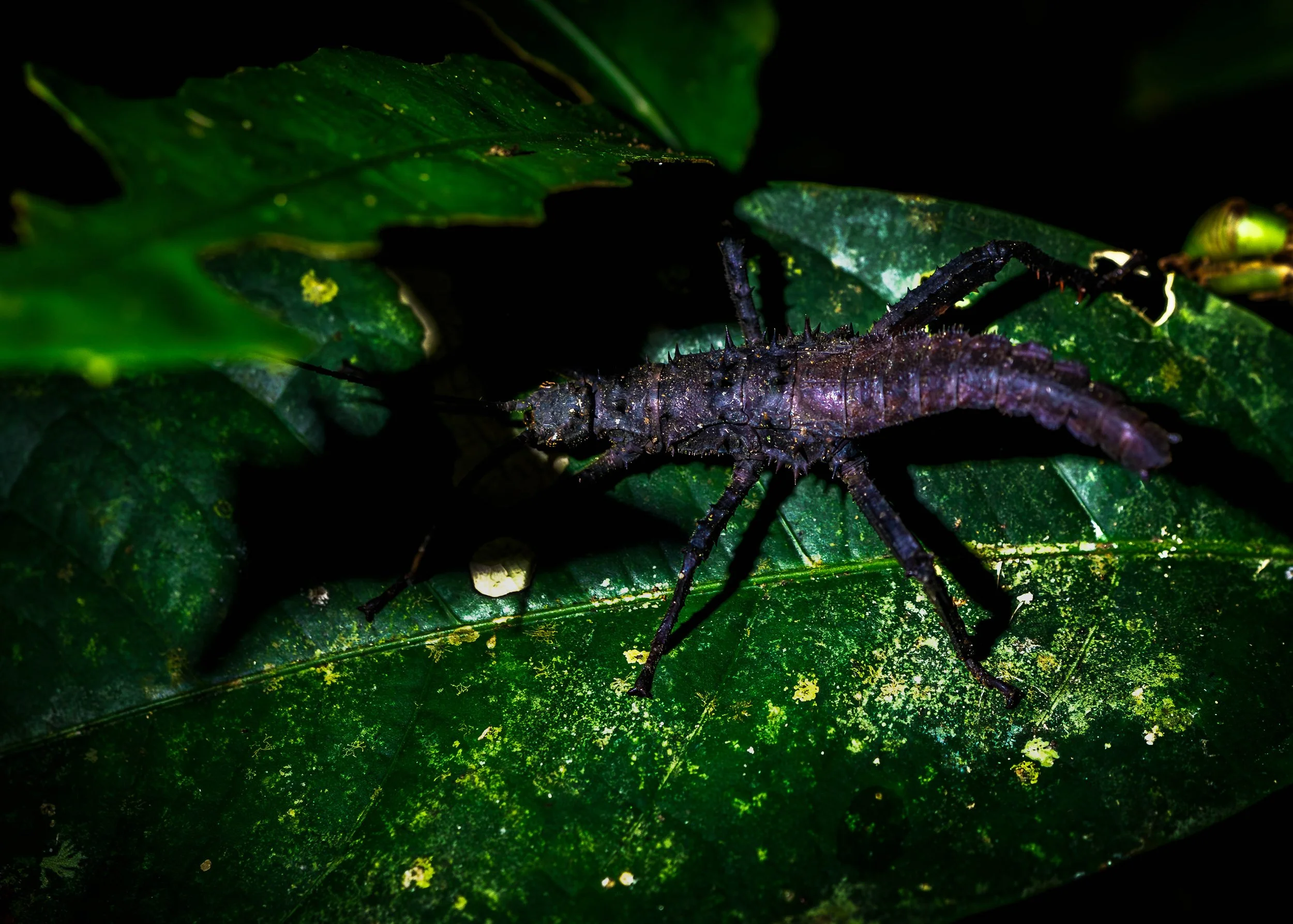 Borneo-Web-026.jpg