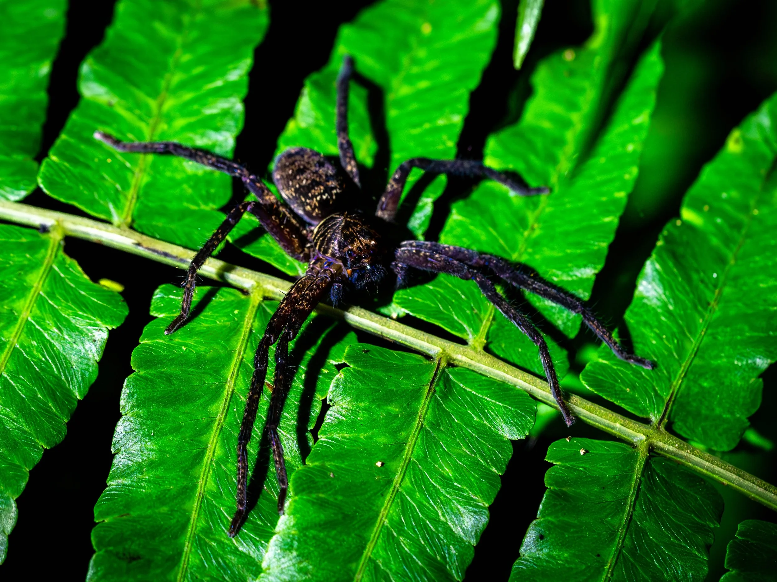 Borneo-Web-028.jpg