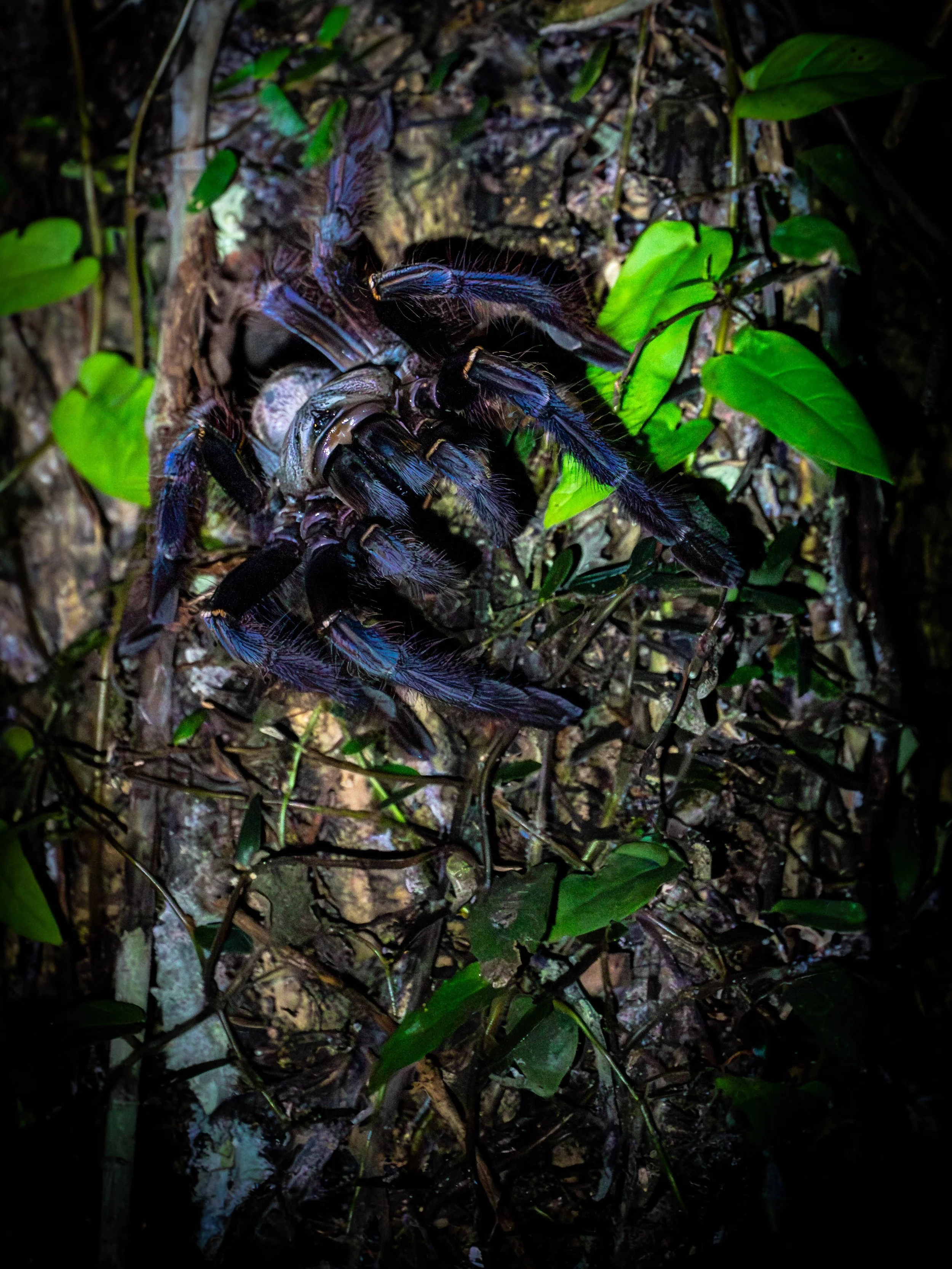 Borneo-Web-027.jpg