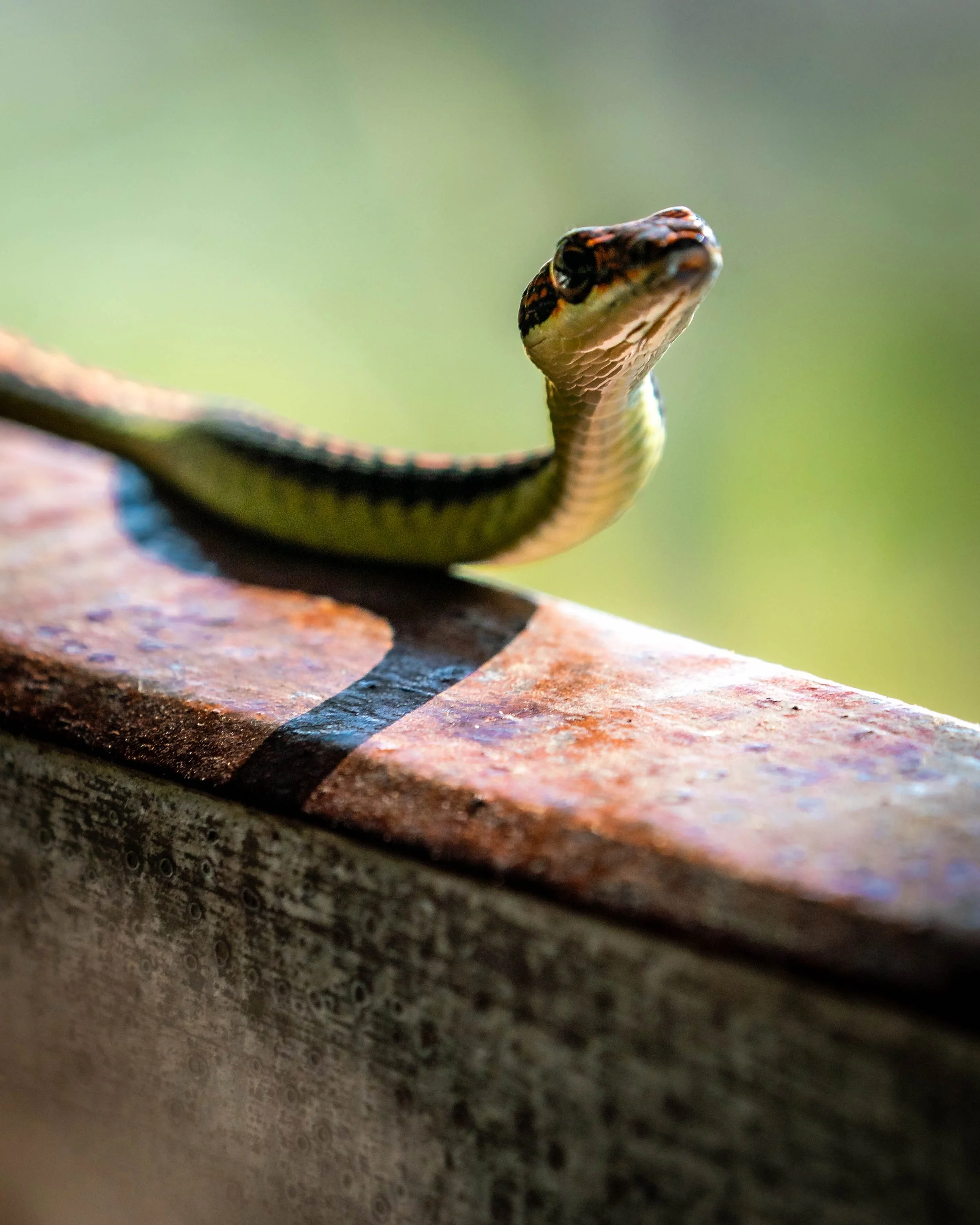 Borneo-Web-068.jpg