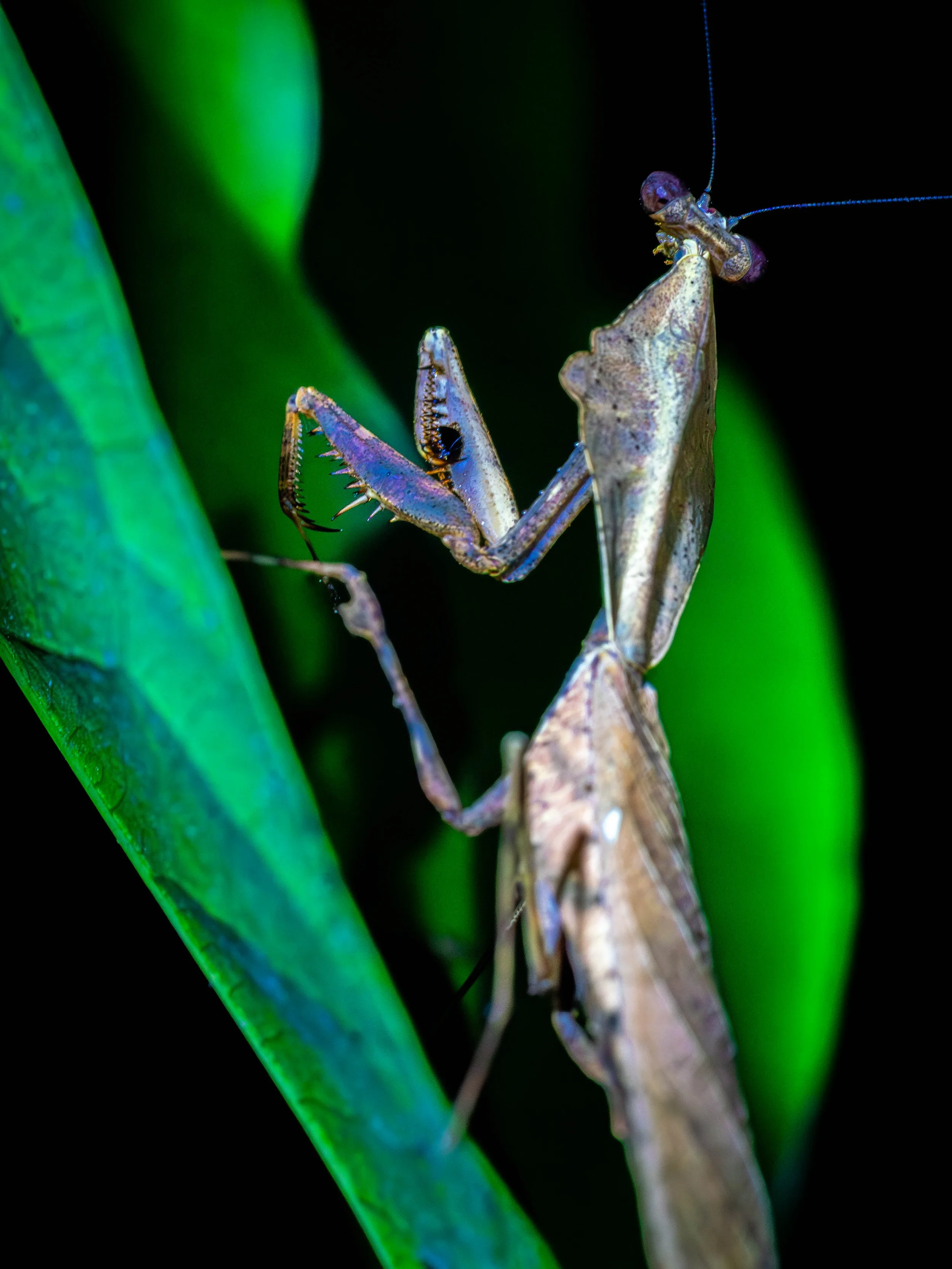 Borneo-Web-032.jpg