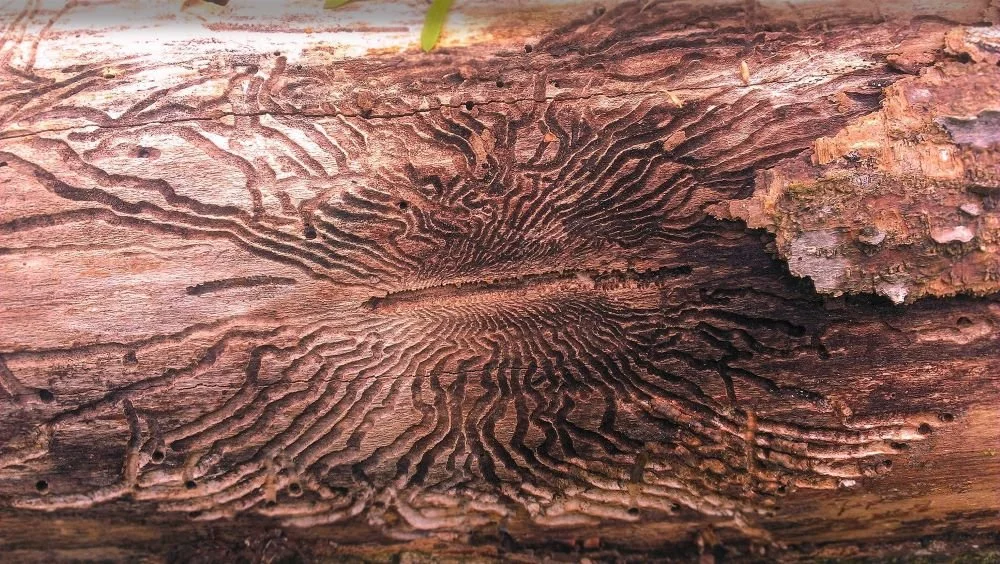 emerald-ash-borer-Image by Deedster from a Pixabay.jpg