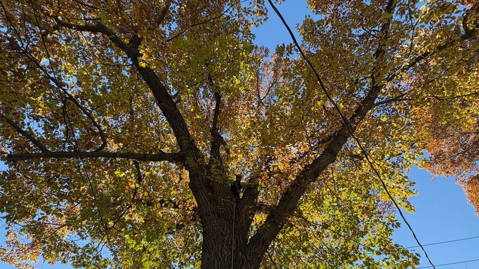 The Science of Fall