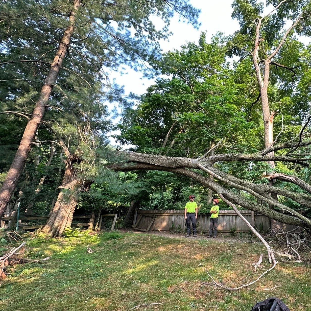 tree down.JPG