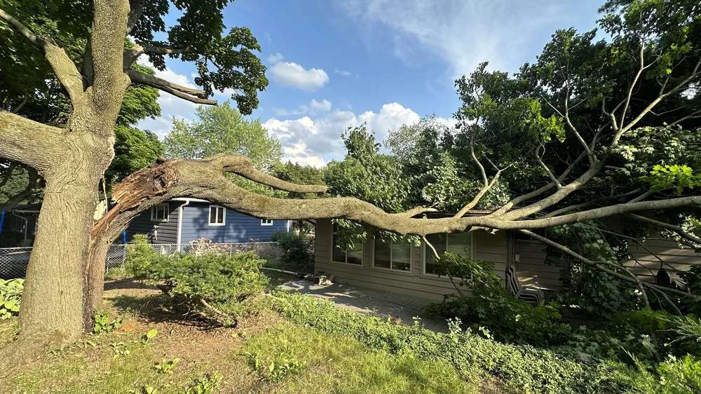 Emergency Tree Service Madison, WI Tree House Arbor Science