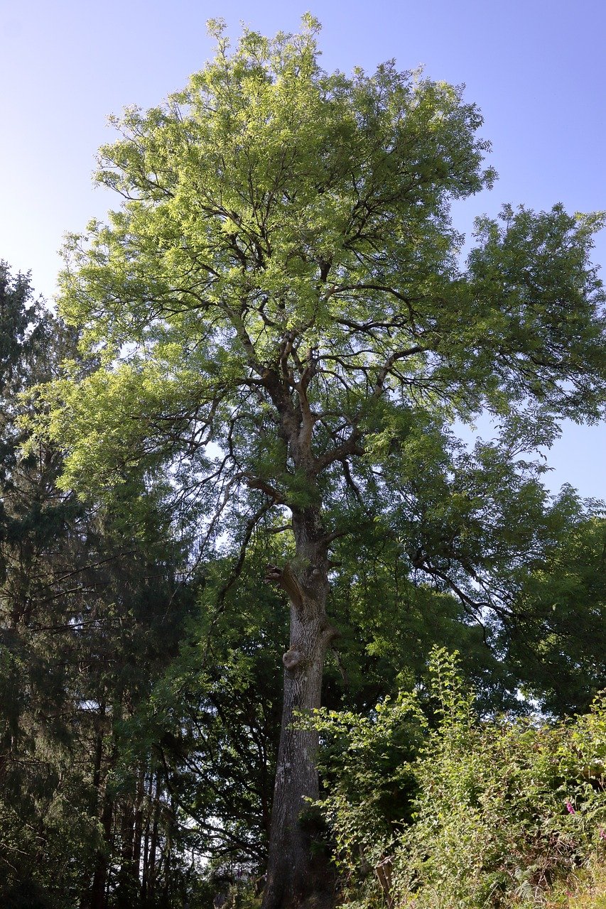 Three Popular U.S. Yard Trees | Tree House Arbor Science