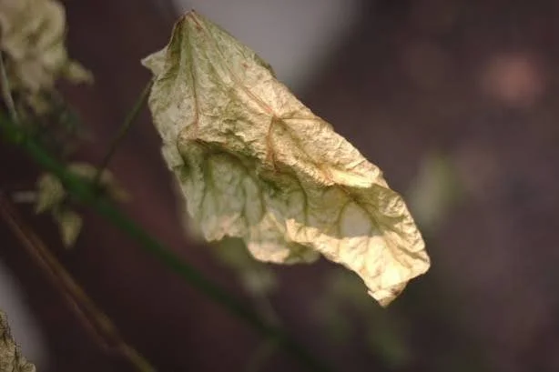 wilted leaf