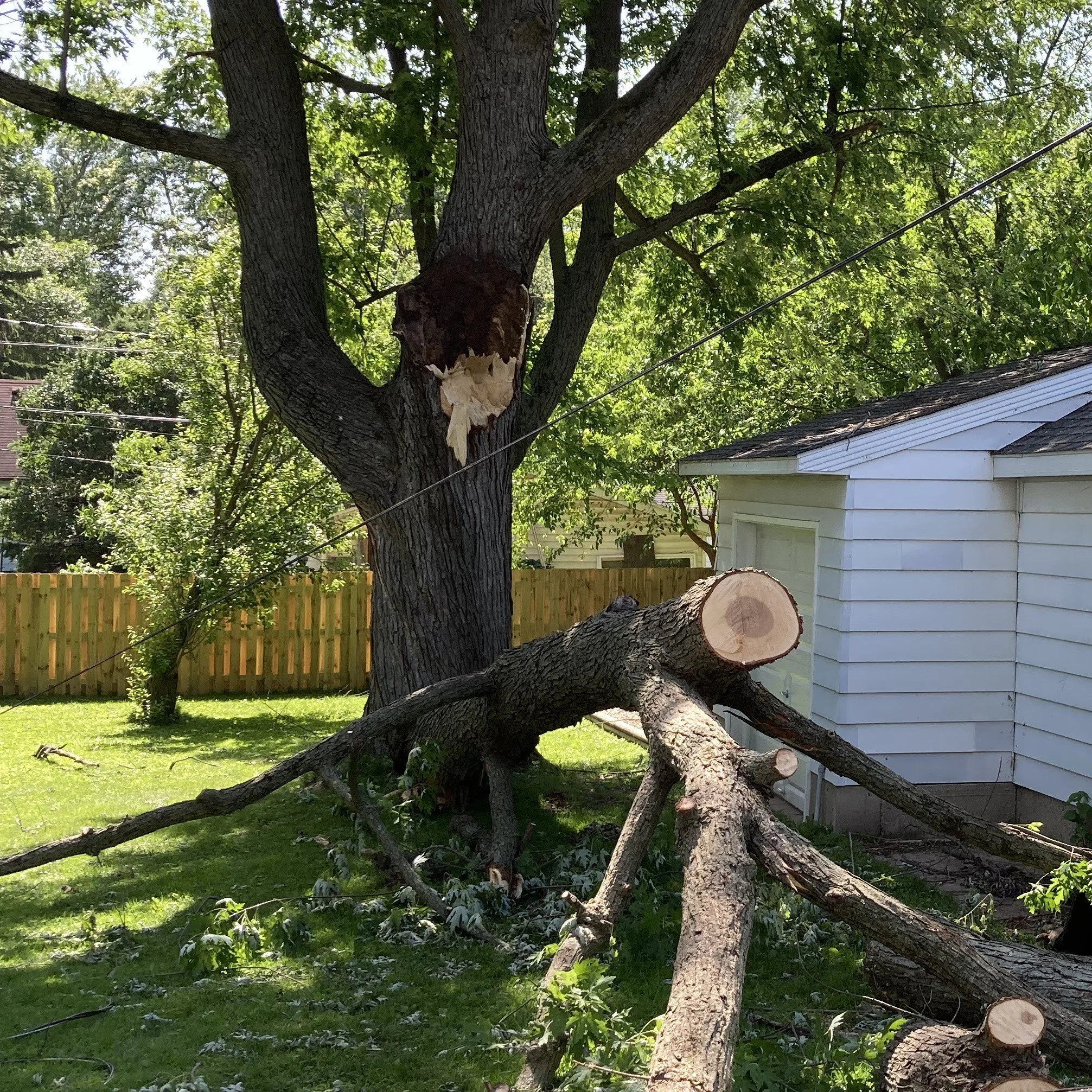 is this a big branch down.JPEG