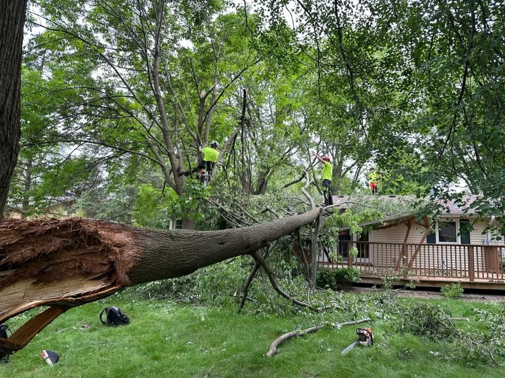Arborists assessing roof storm damage