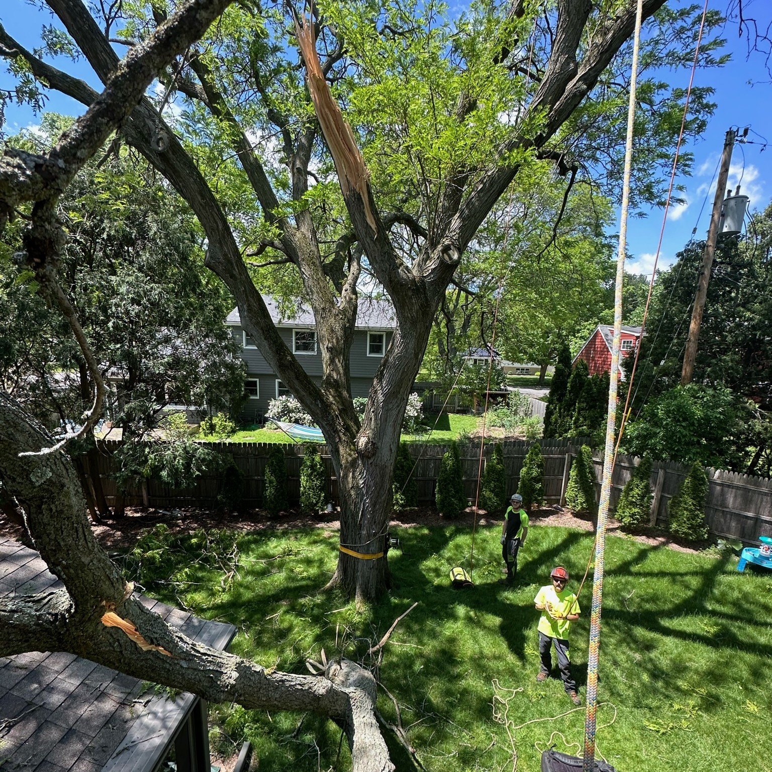 preparing storm damaged tree for removal