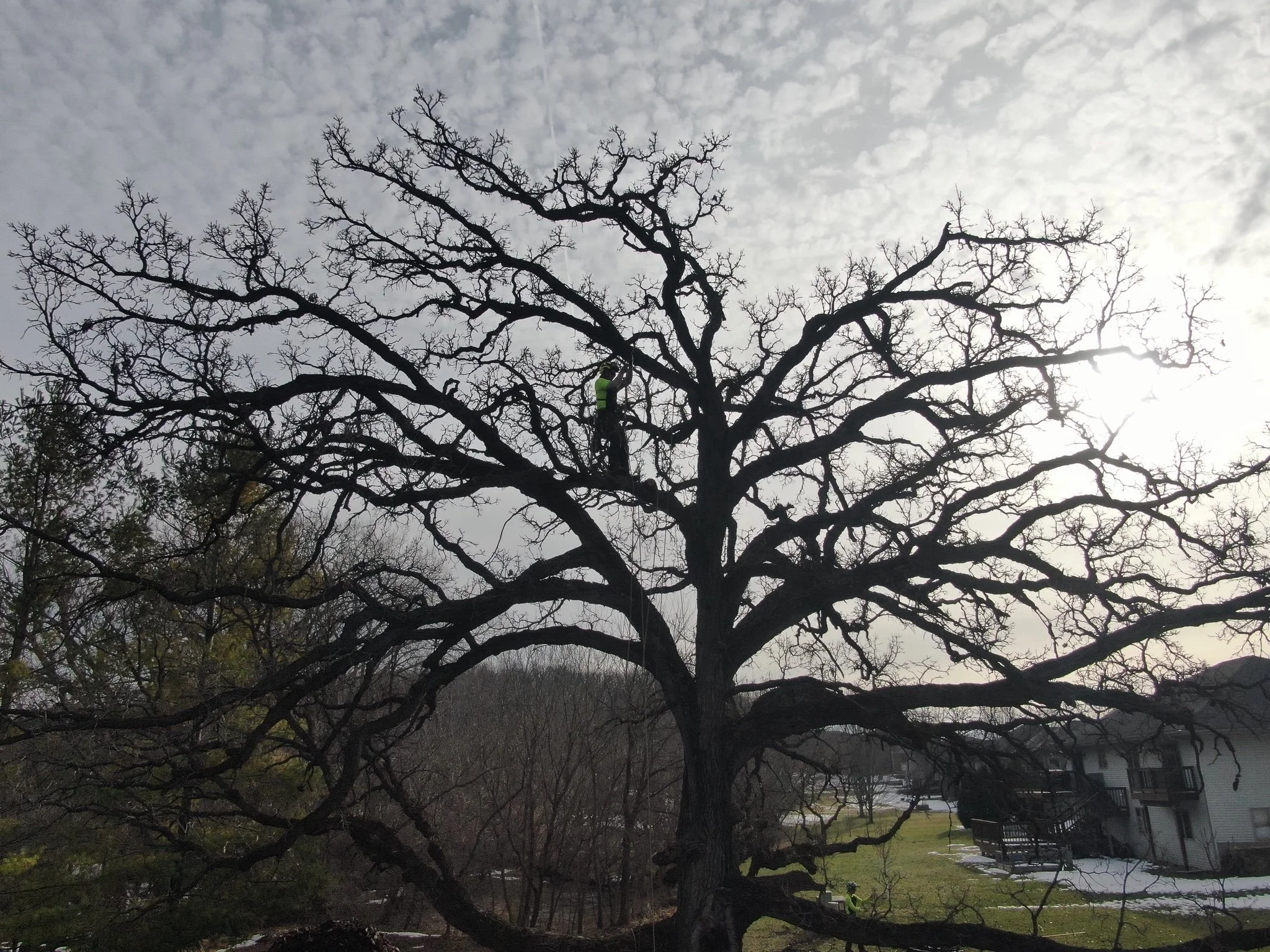 A Tree House arborist in a statement oak tree