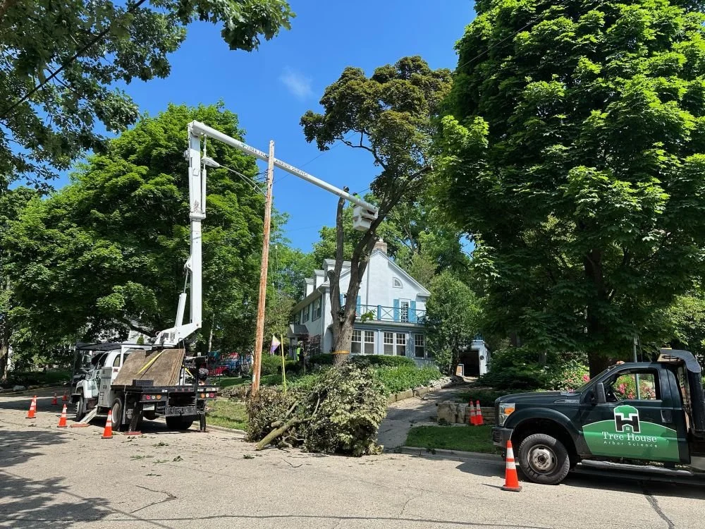 Tree House Arbor Science crew working at a Madison, WI residence