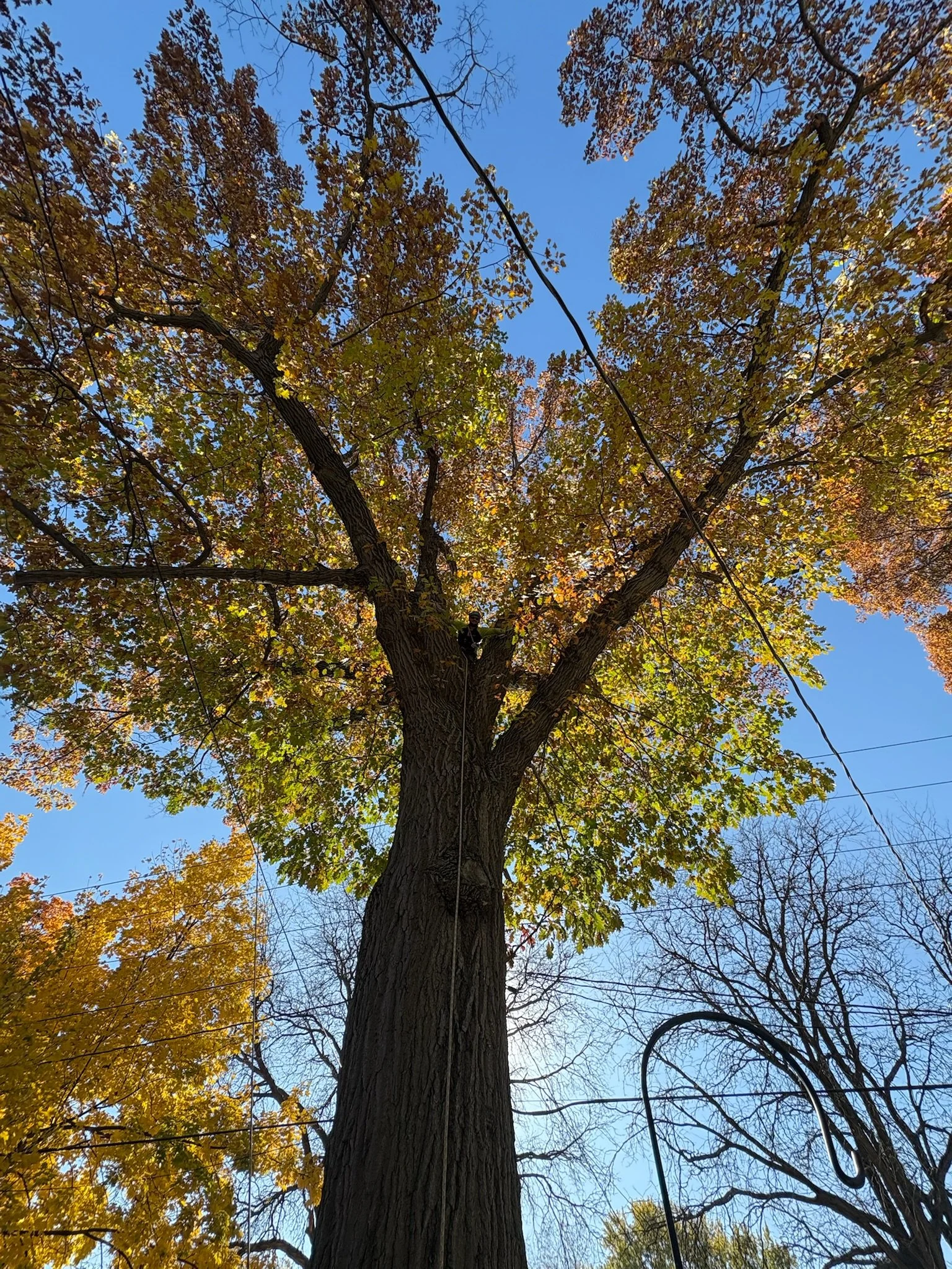 Arborists work amongst fall foliage in Madison, WI
