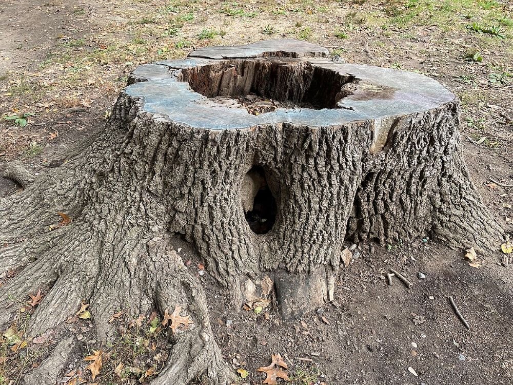 Ugly Tree Stump