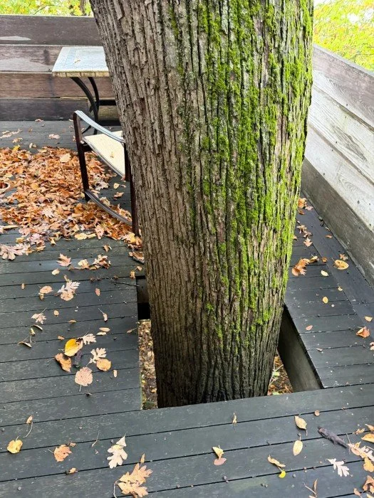 Linden tree at Frank Lloyd Wright's Pew House in Shorewood Hills (Madison, WI)