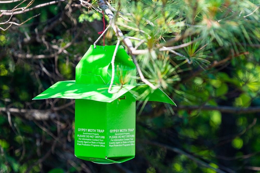 Madison Arborists Battle Gypsy Moths Tree House Arbor Science