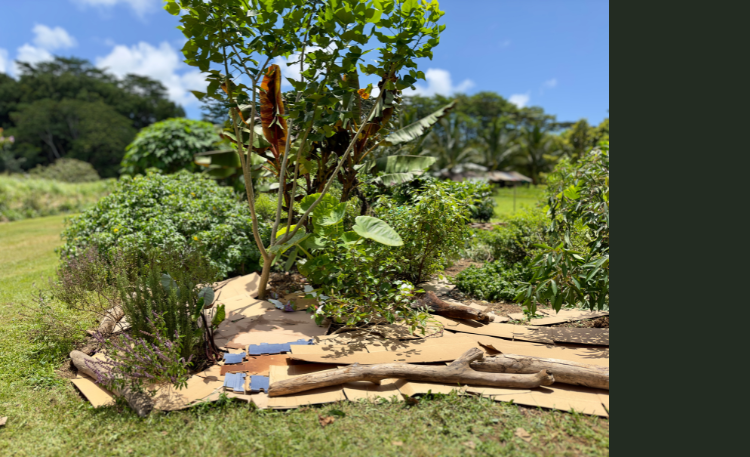 Copy of Email topper - MAHALO tall.png