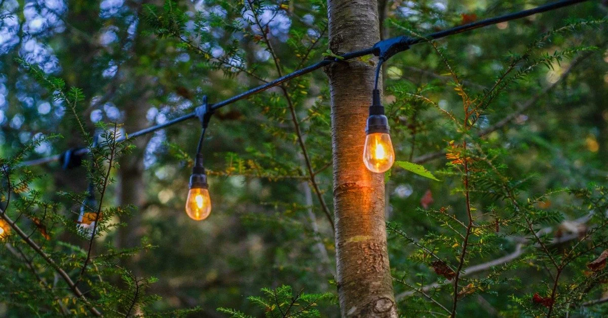 String lights are hanging from trees. The sky looks as though it’s getting dark, and the trees have green leaves.
