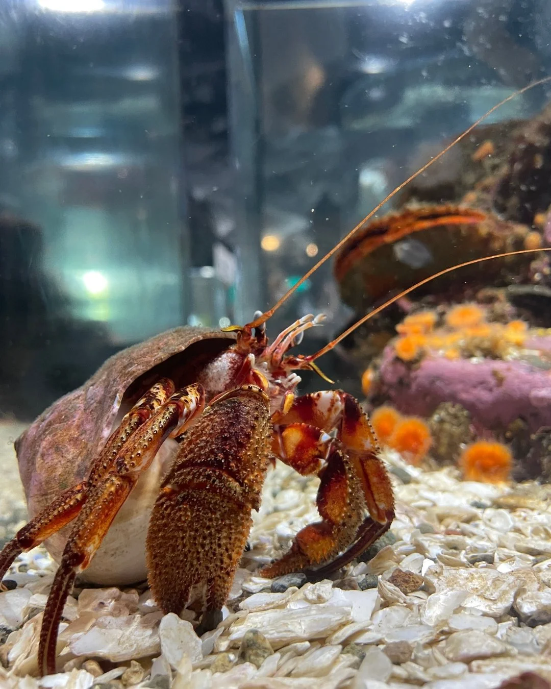 Aquarium Photos (3).jpg