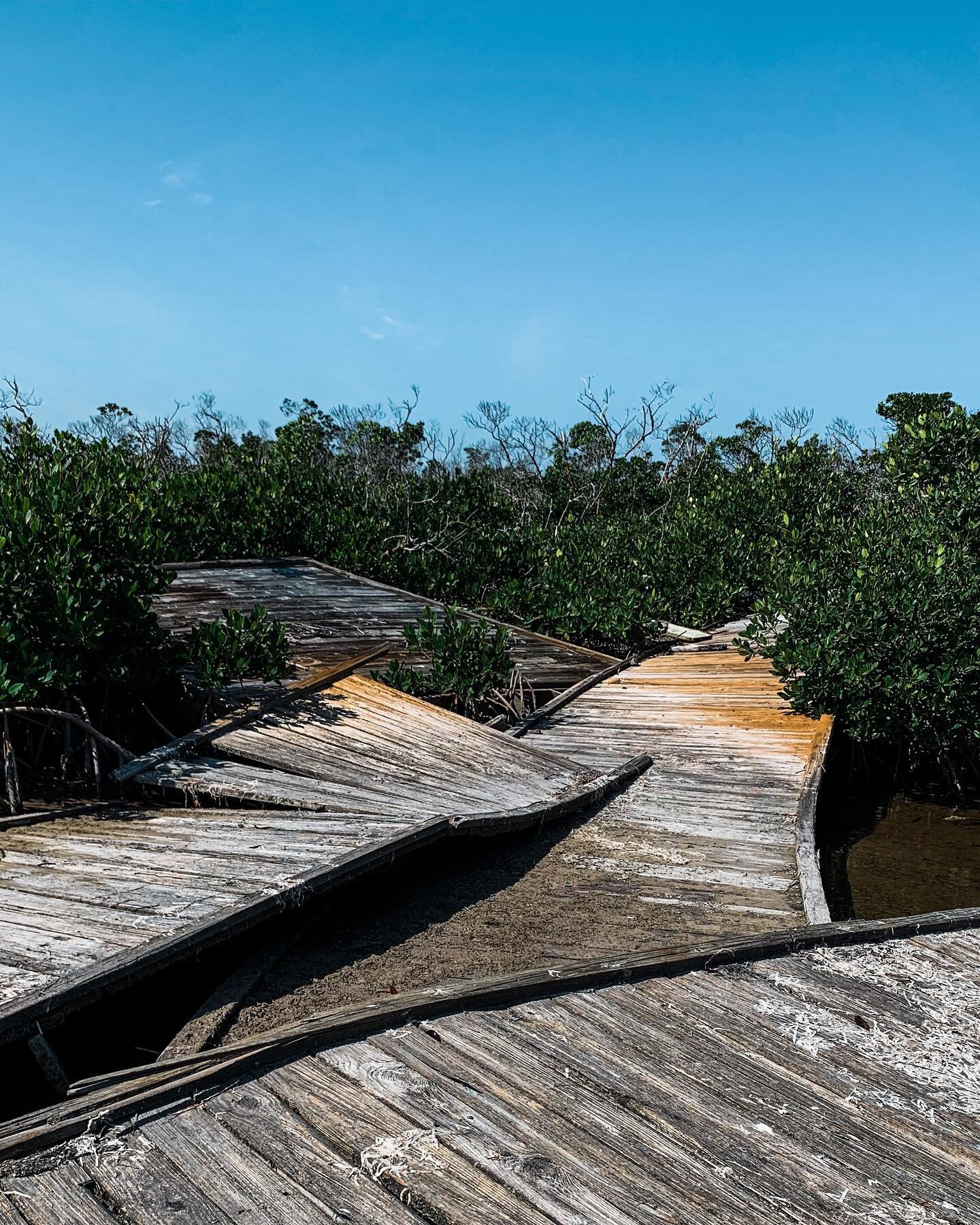 This is my favorite spot to visit when kayaking in Summerland. At some point a hurricane took someone&rsquo;s dock and threw it deep into the mangroves. Completely hidden, quiet, and full of little sea creatures. .
.
.
#summerlandkey #floridakeys #hu