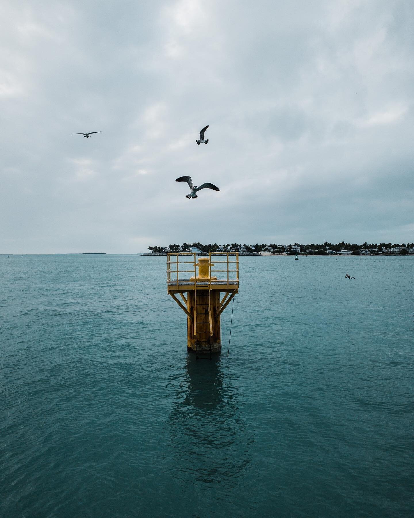 I&rsquo;m pretty sure seagulls are one of my favorite animals to photograph.
Also, did you know roosters just run wild down the streets of Key West??
🐓 .
.
.
#keywest #floridakeys #livingonkeywesttime #keywestrooster #shotoniphone #lightroommobile #