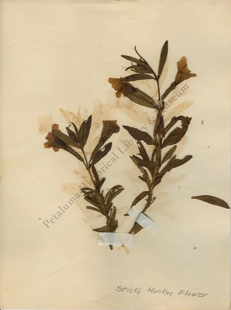 2. STICKY MONKEY FLOWER .jpg