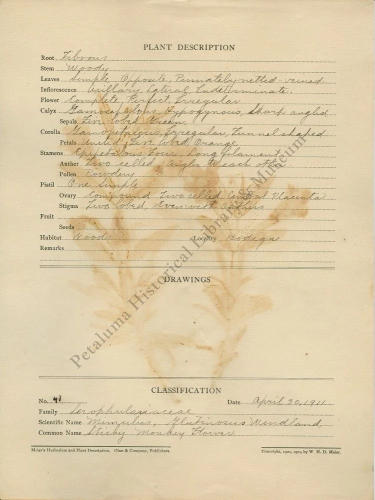 3. STICKY MONKEY FLOWER DESCRIPTION .jpg