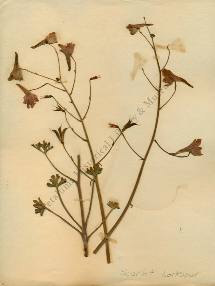 16. SCARLET LARKSPUR .jpg