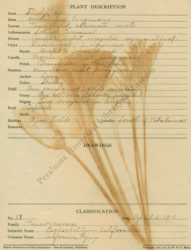 19. CALIFORNIA POPPY PLANT DESCRIPTION .jpg