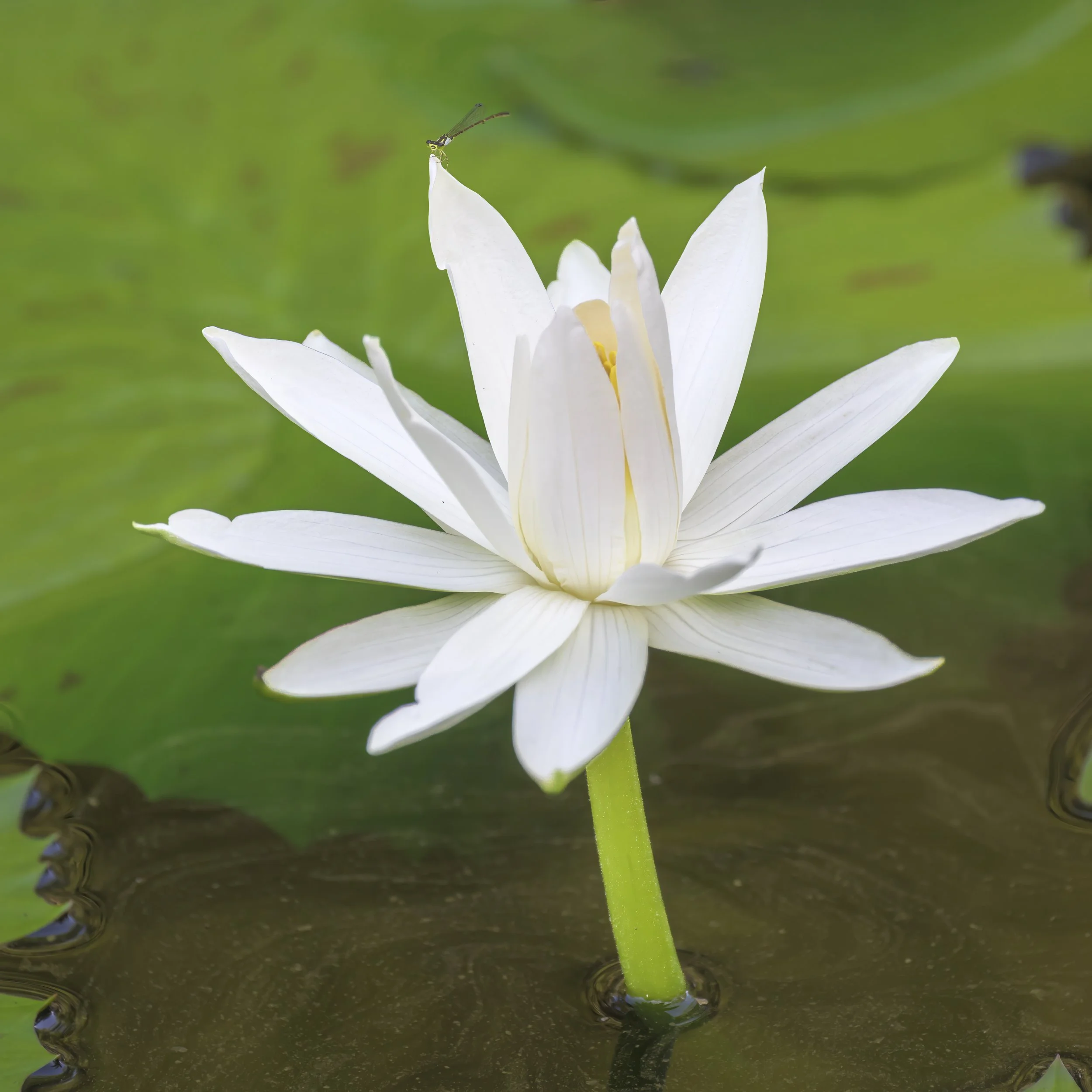 Birmingham Botanical Gardens - High Res--11.jpg