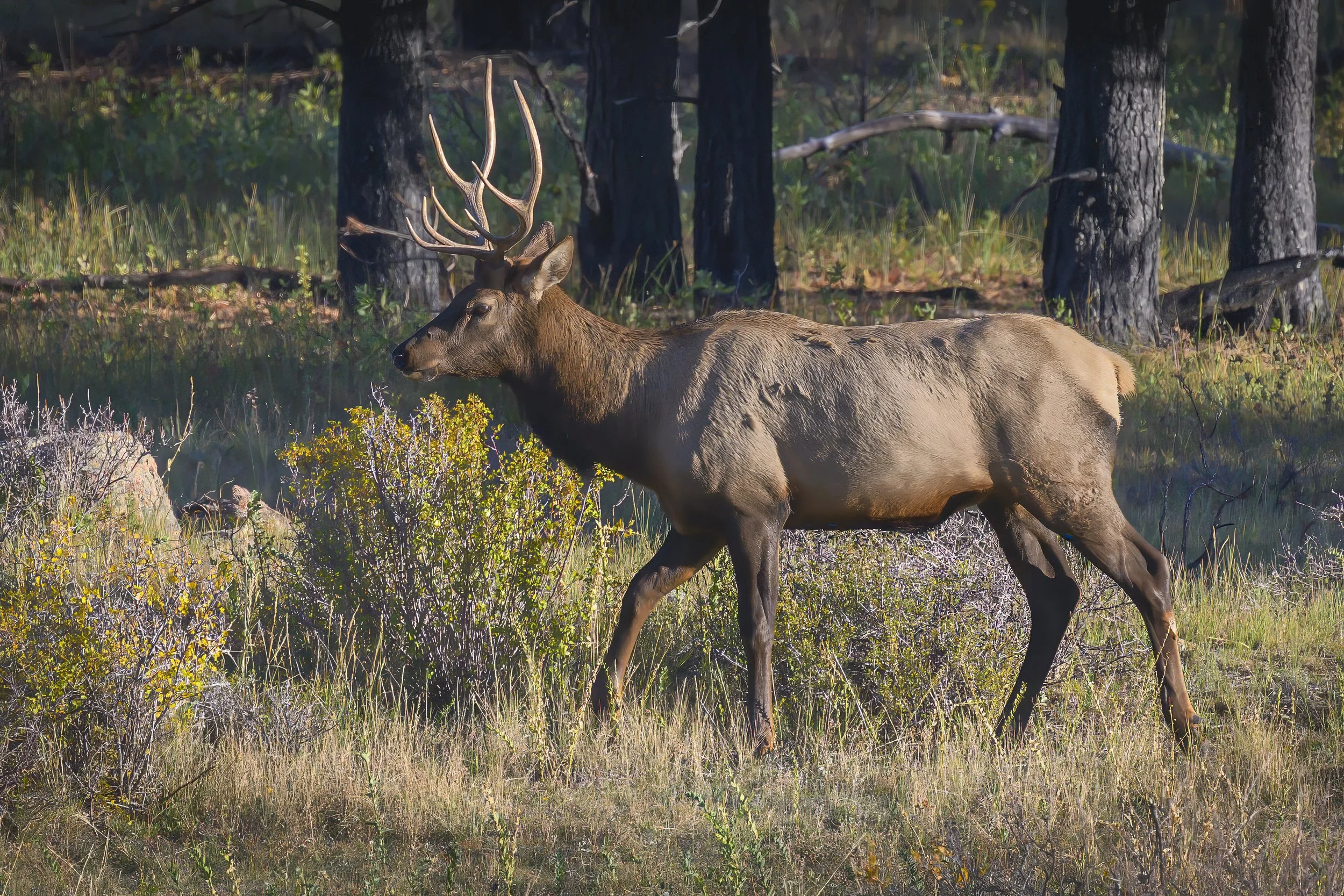 Bull Elk, Rocky Mountain National Park
