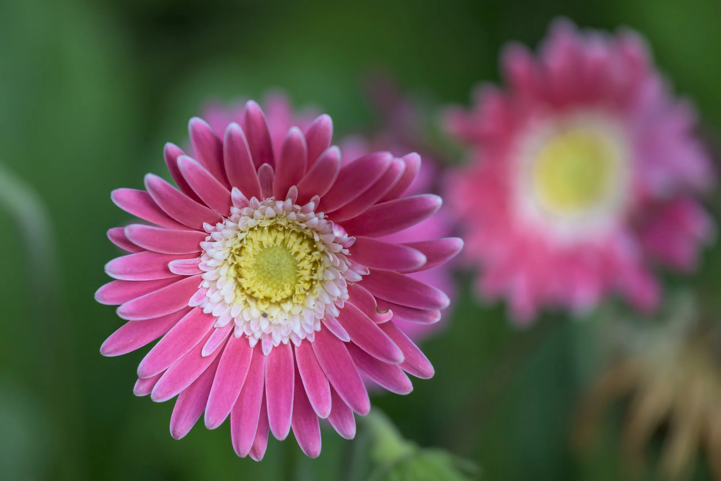 Birmingham Botanical Gardens - High Res-.jpg
