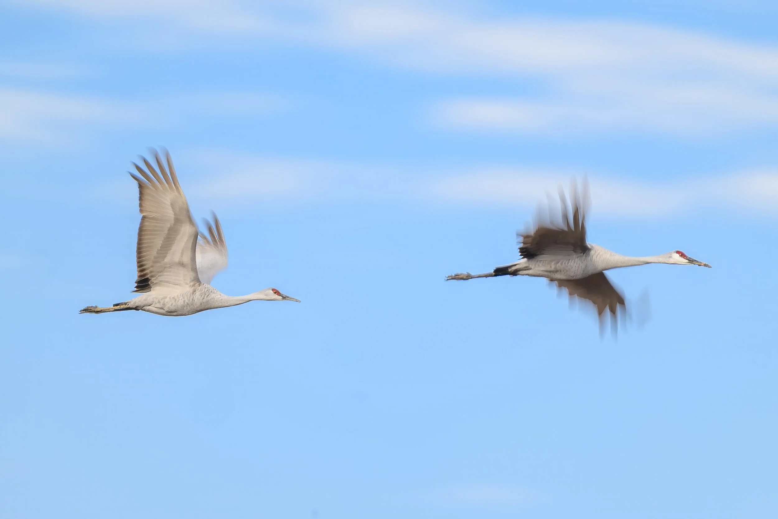 Sandhill Cranes in flight, Wheeler Wildlife Refuge
