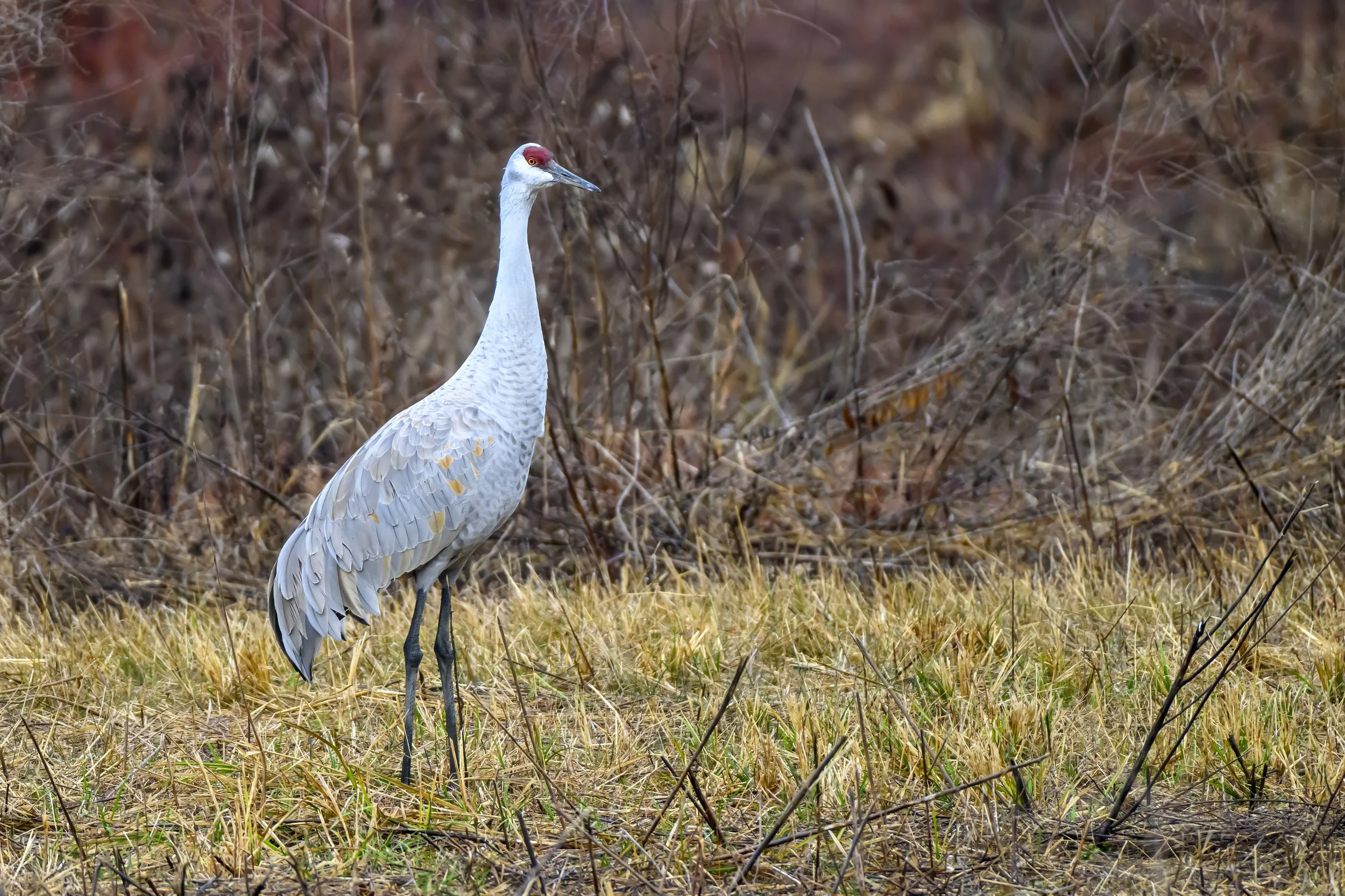 Sandhill Crain, Wheeler Wildlife Refuge